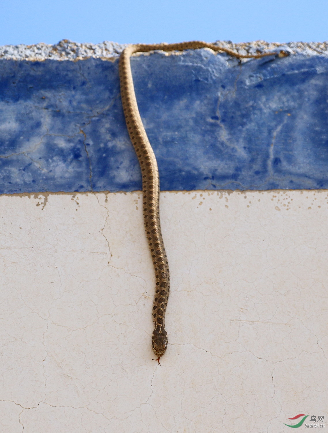 顺天野老:高原上的蝮蛇