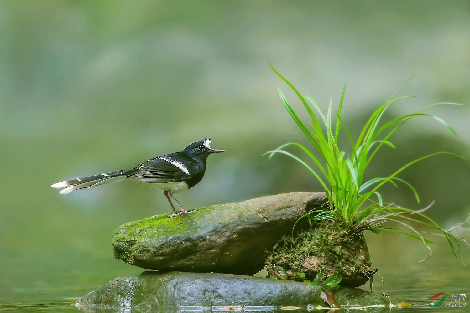 细听溪流 ---- 白额燕尾