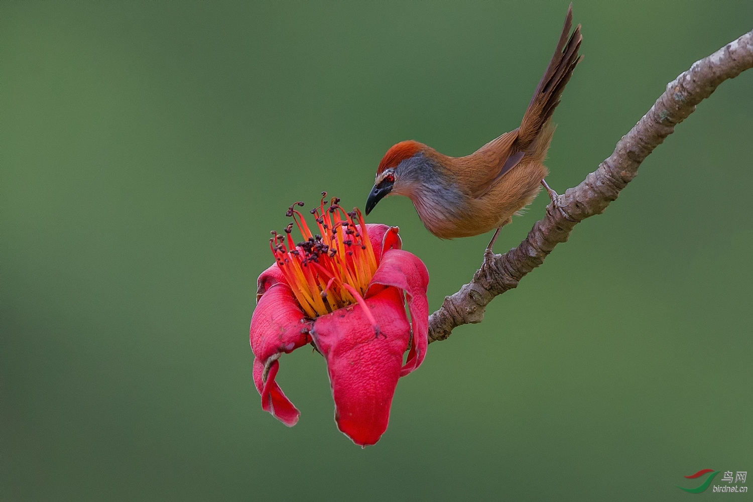 探花——红顶鹛 - vip版 鸟网