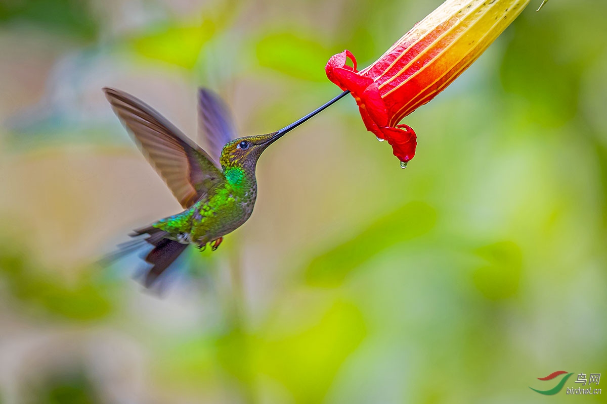 蜂鸟采蜜 - 湖南版 hunan鸟网