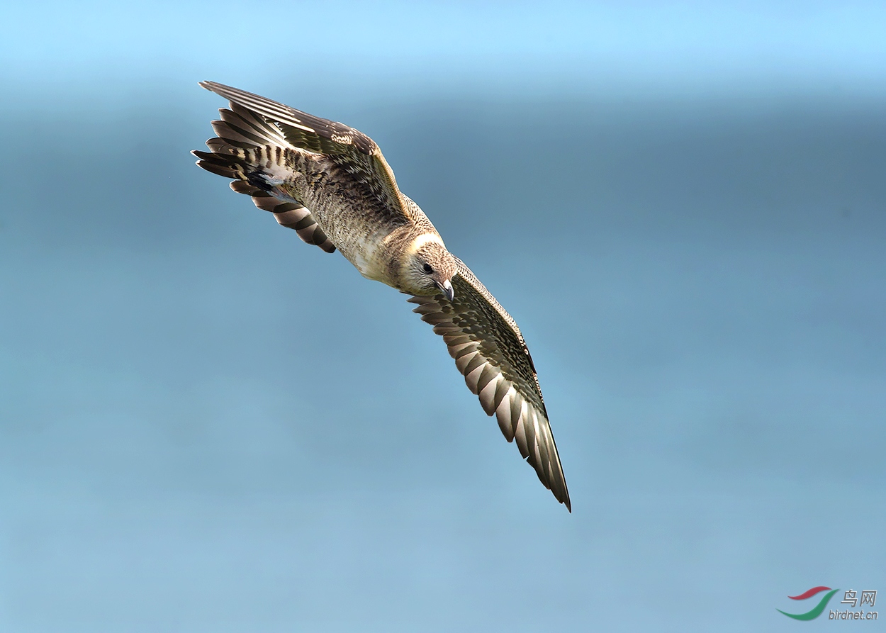 [水鸟] 俯冲----长尾贼鸥