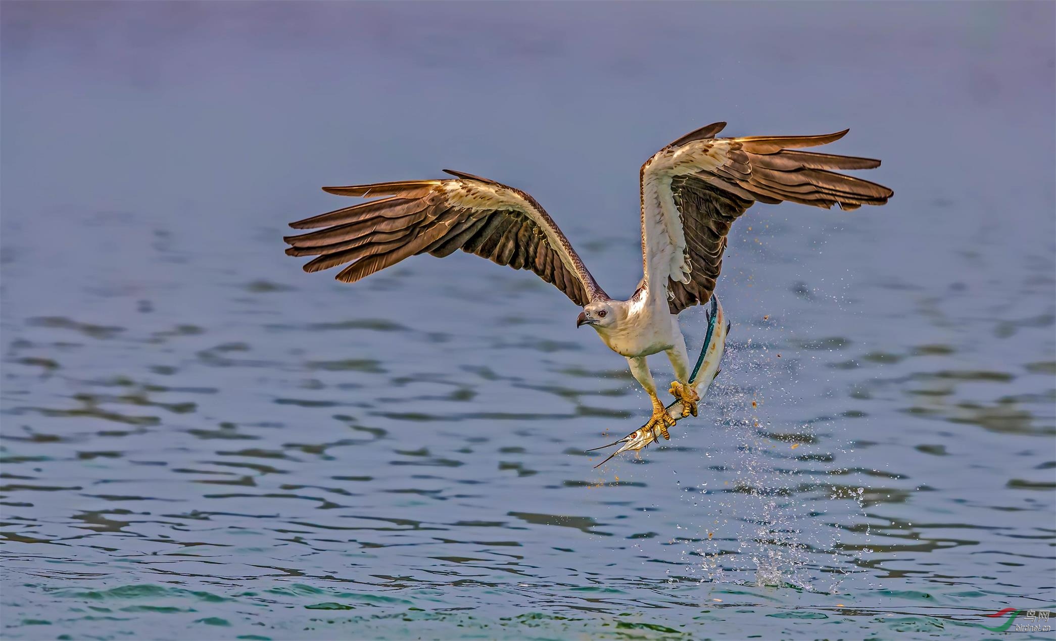 展翼冲浪贺获鸟网首页鸟类精华
