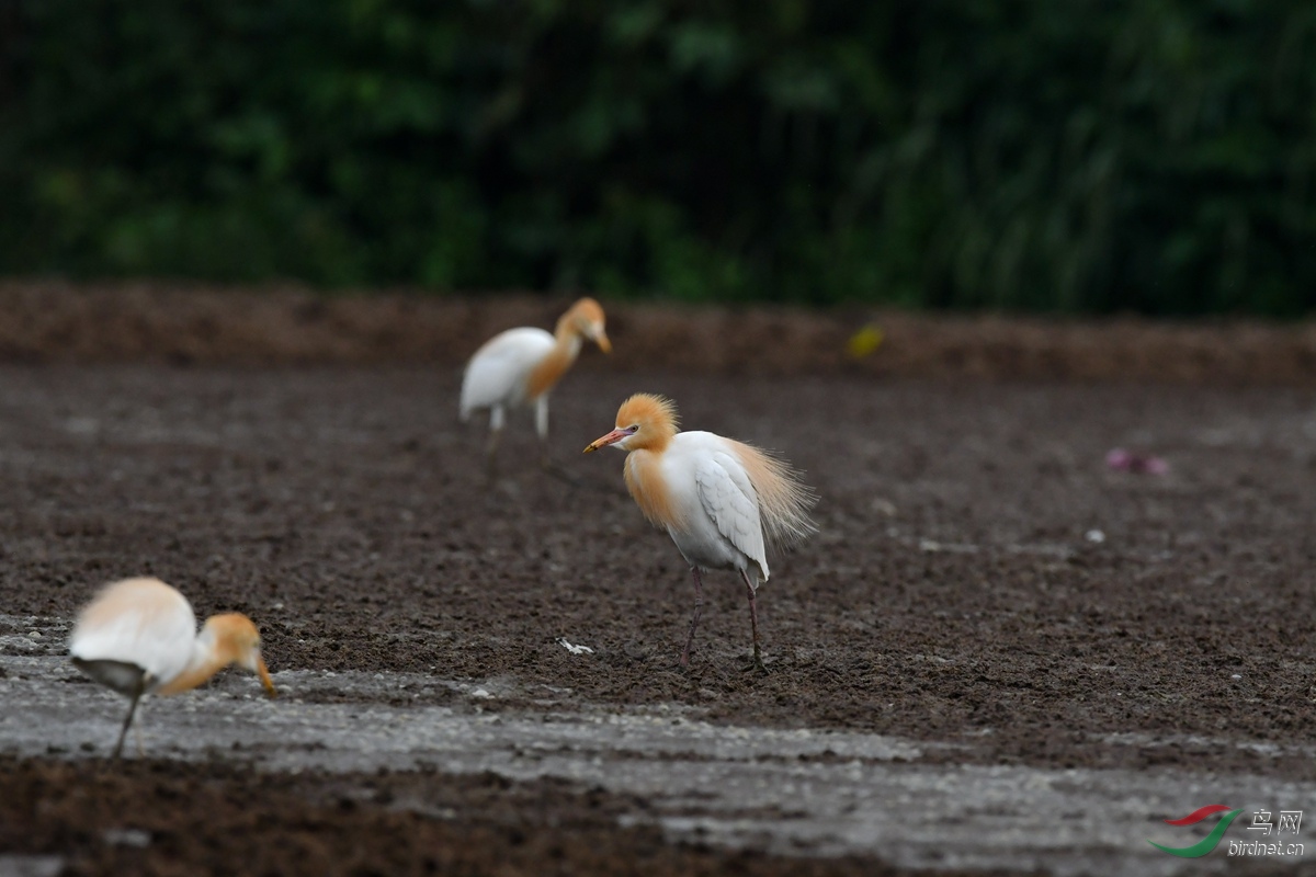 展翅- 第3页 - 山西版 shanxi 鸟网