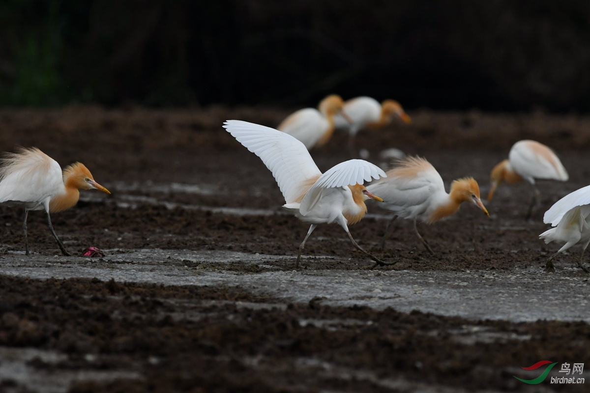 展翅- 第3页 - 山西版 shanxi 鸟网