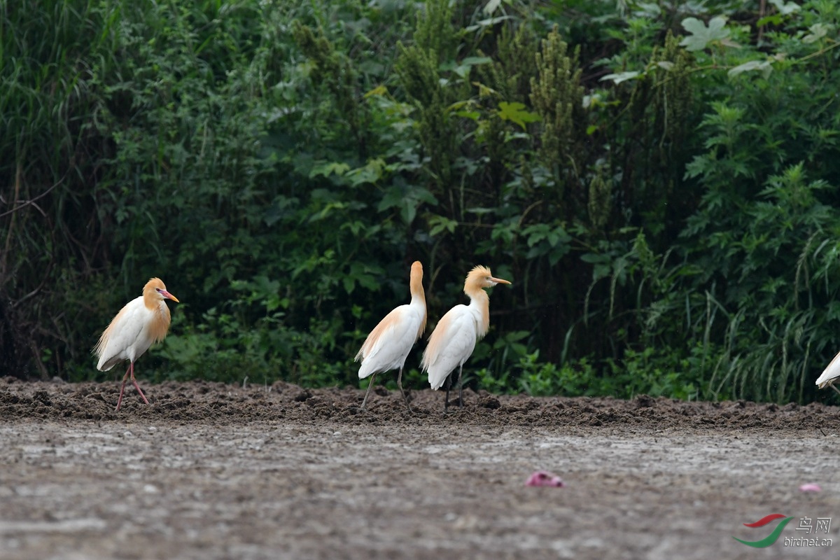 展翅- 第3页 - 山西版 shanxi 鸟网