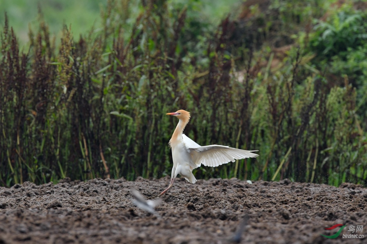 展翅- 第3页 - 山西版 shanxi 鸟网