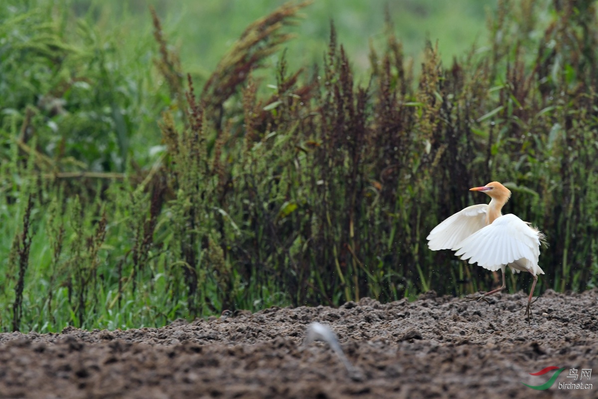 展翅- 第3页 - 山西版 shanxi 鸟网
