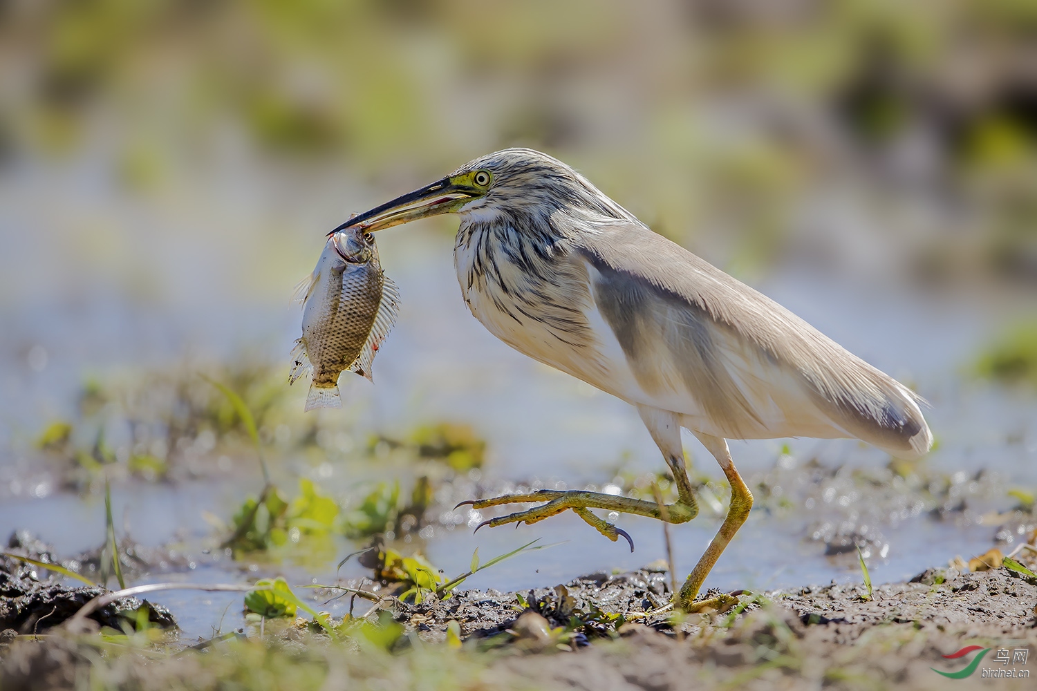 非洲《白翅黄池鹭》~~~贺图获《首页鸟类精华》