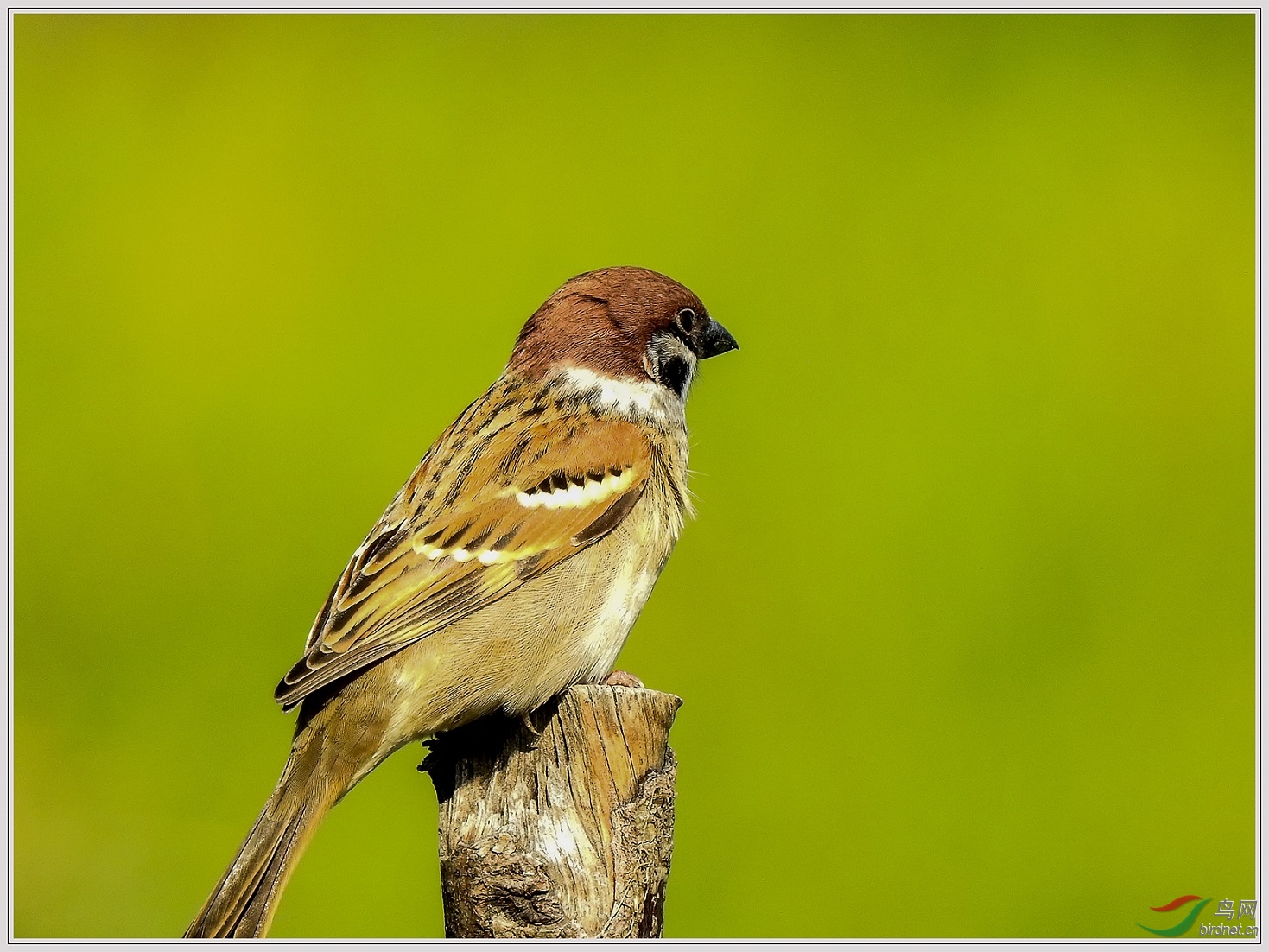 ��Щ����6��