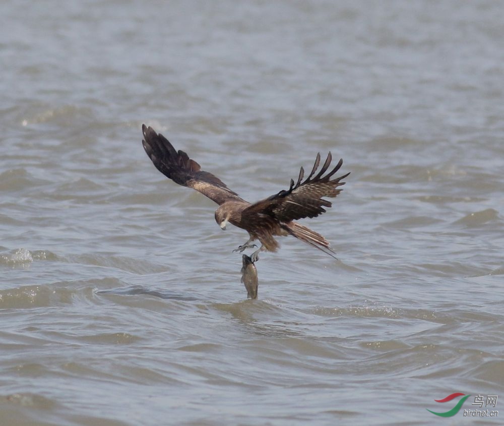老鹰抓鱼