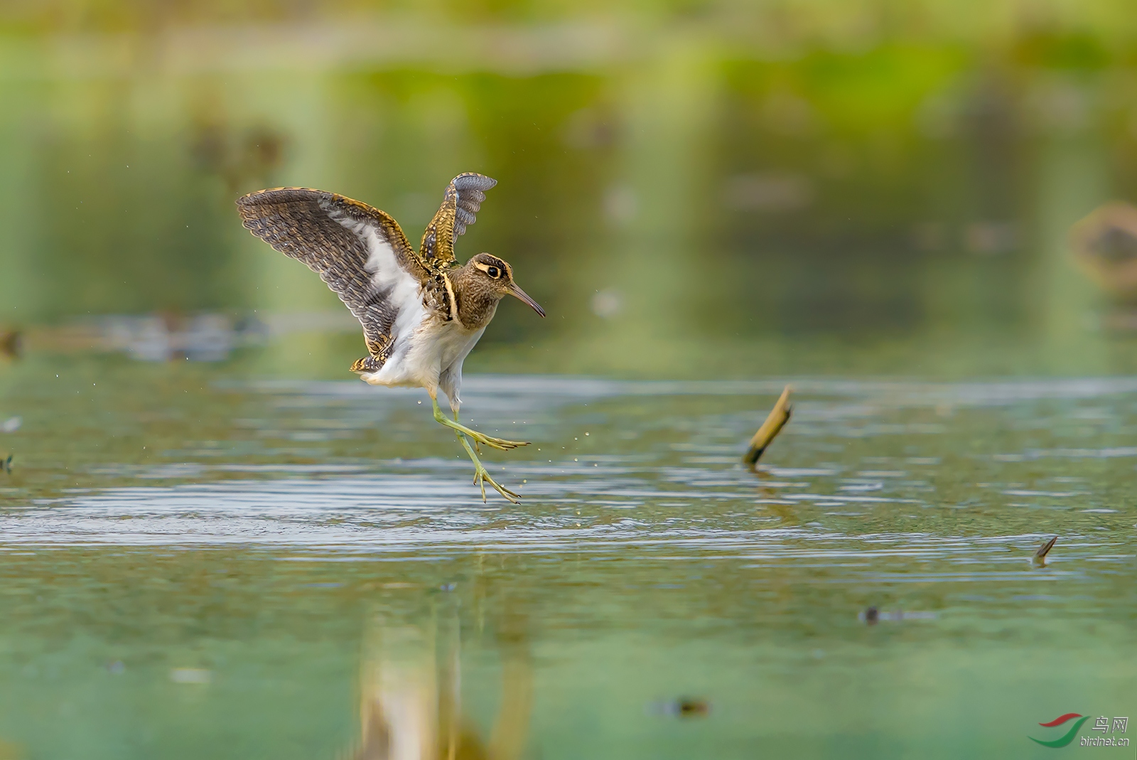 跳跃(彩鹬) - 上海版 shanghai 鸟网