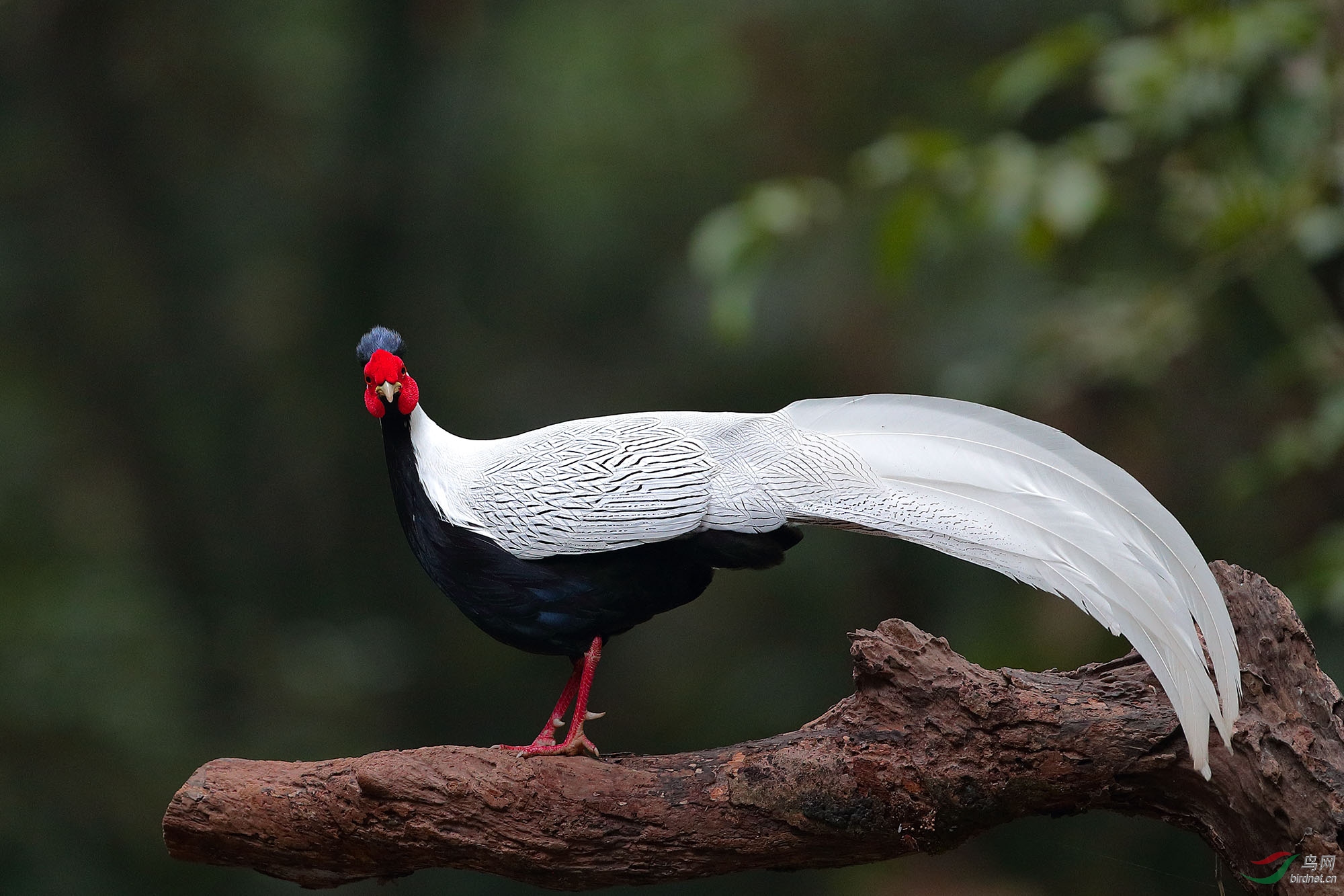 白鹇鸟是几级保护动物图片