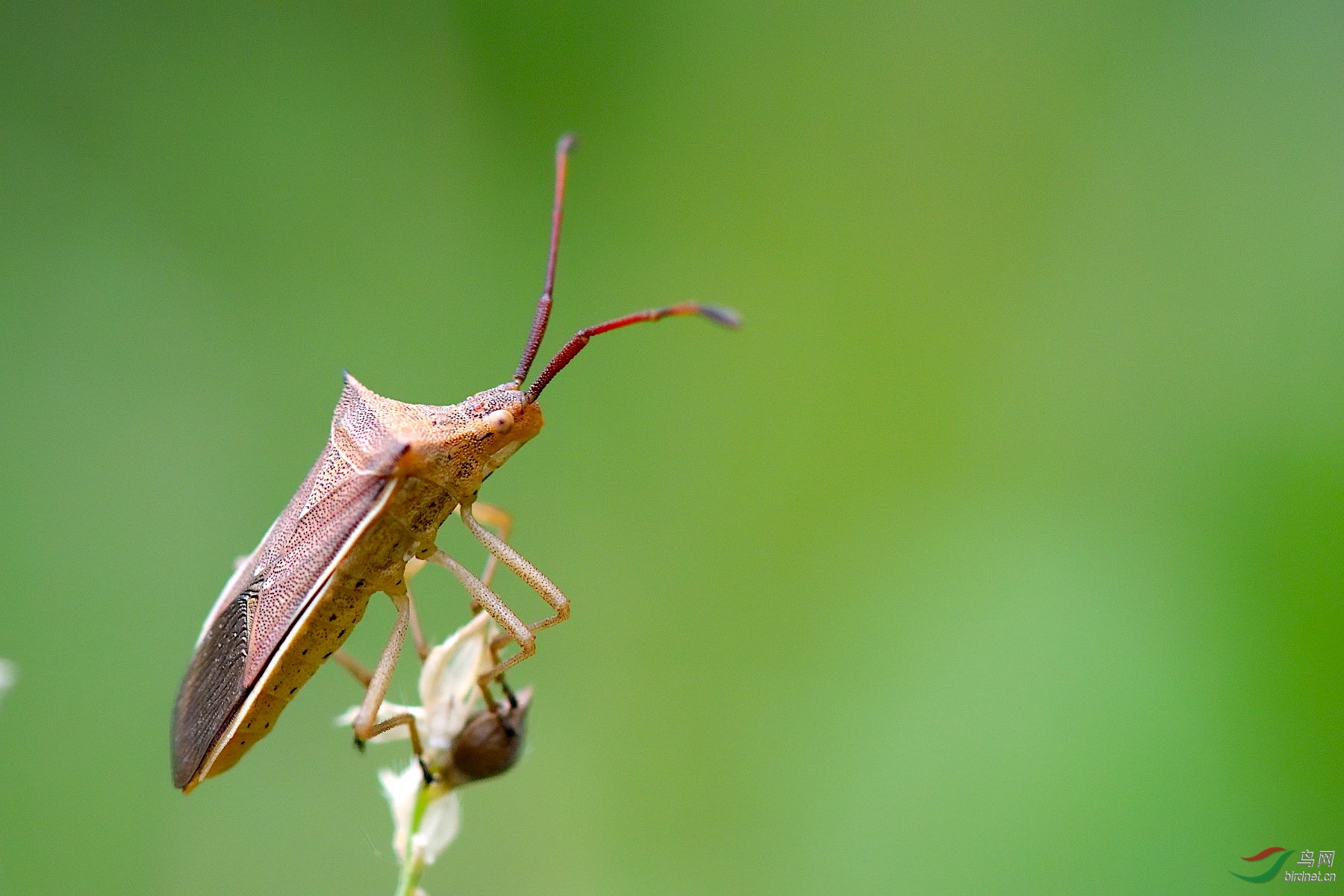 蝽- 广西版 guangxi 鸟网.