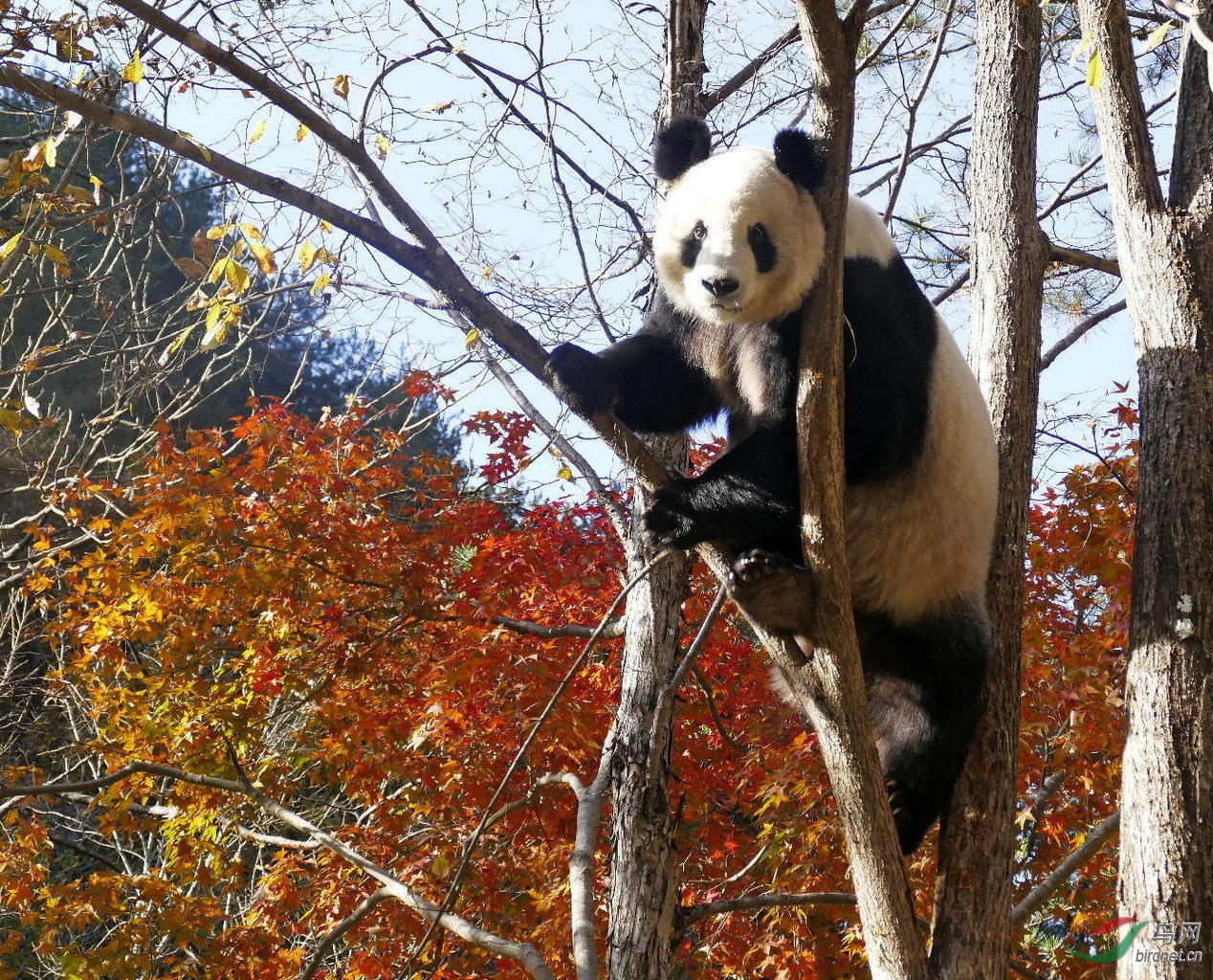 金色大熊貓(榮獲首頁動物精華)