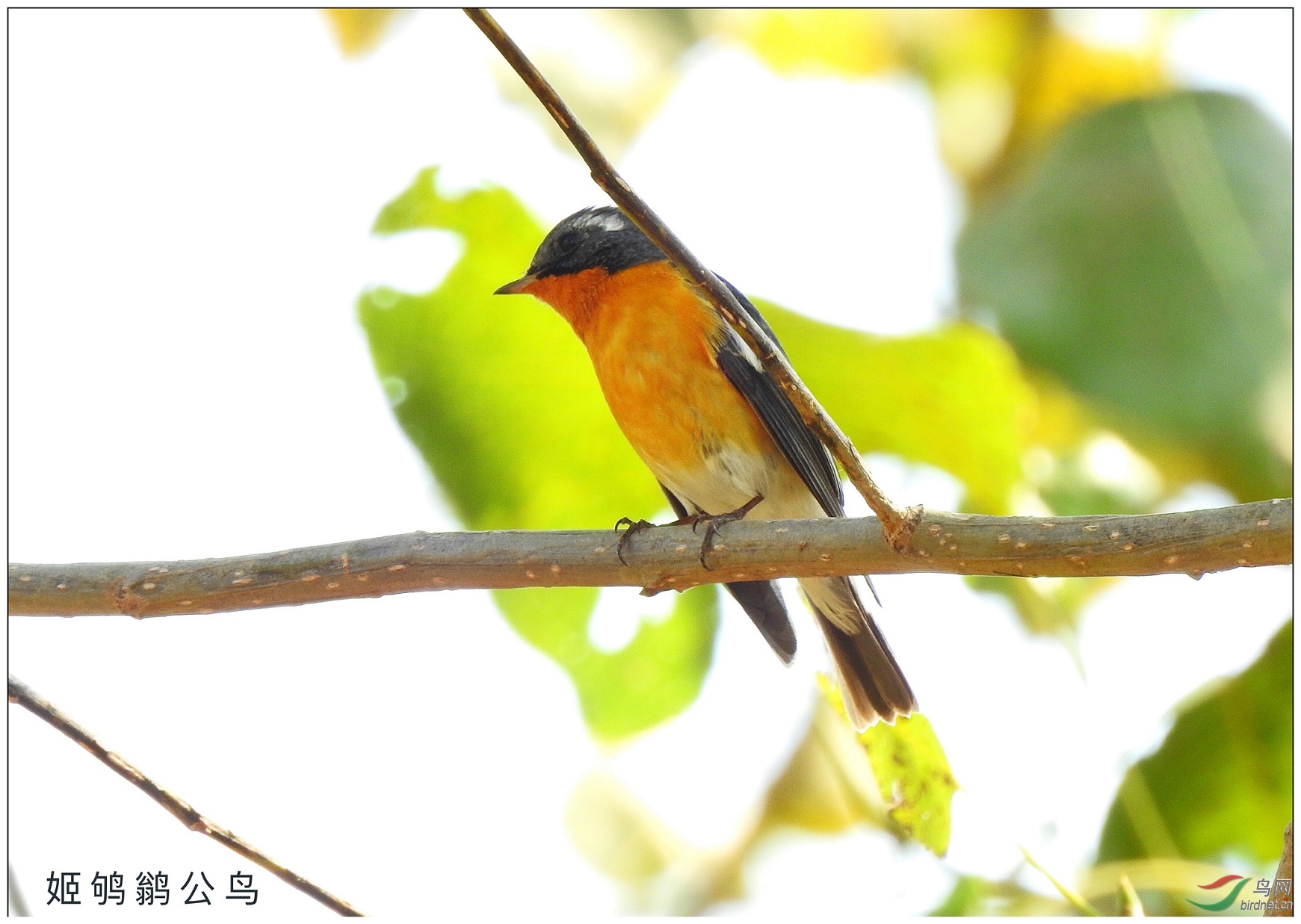 p900s�ĵ���exif