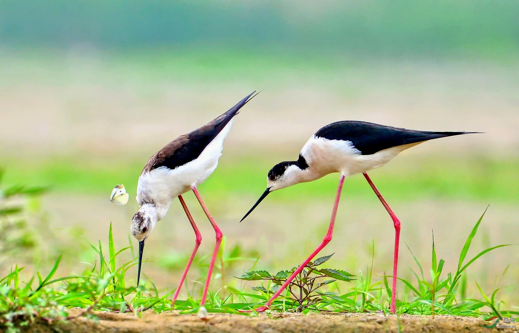 黑翅长脚鹬(祝贺获鸟类首页精华)