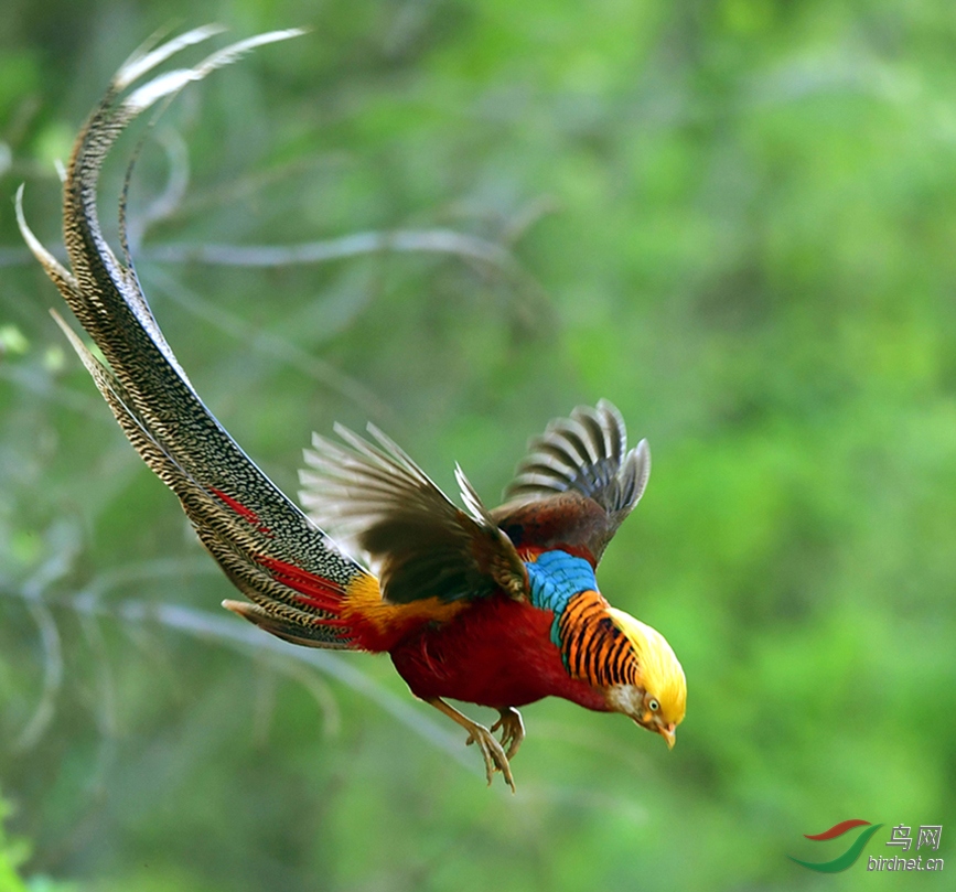 林鸟飞舞的红腹锦鸡2
