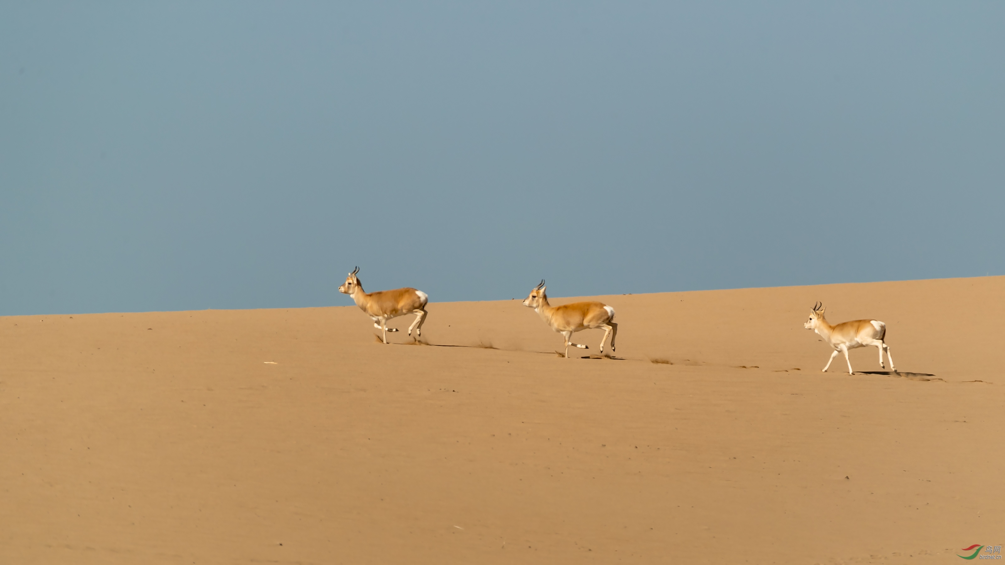 奔跑在沙漠中的中华对角羚