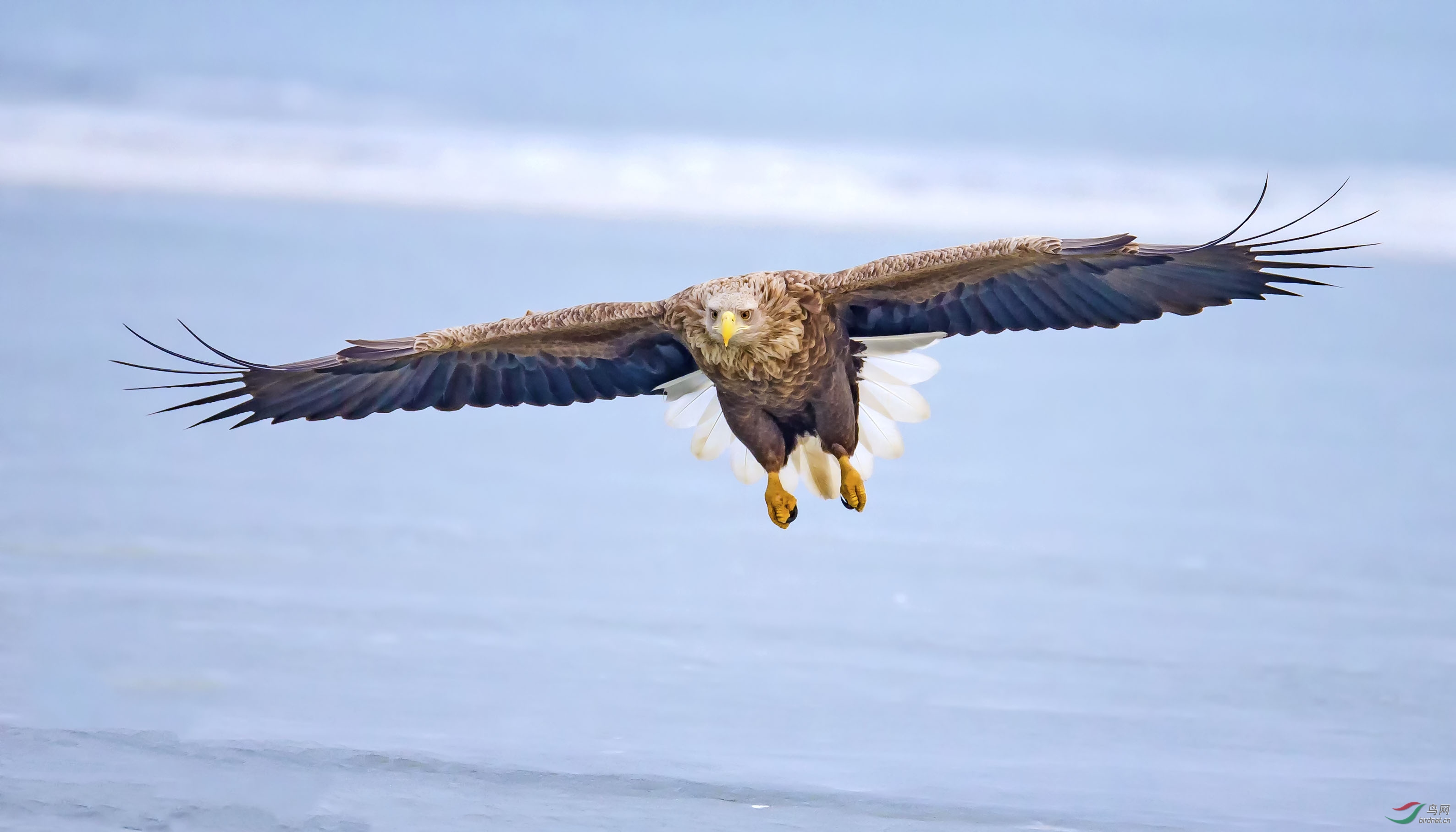 白尾海雕 - 辽宁版 liaoning 鸟网