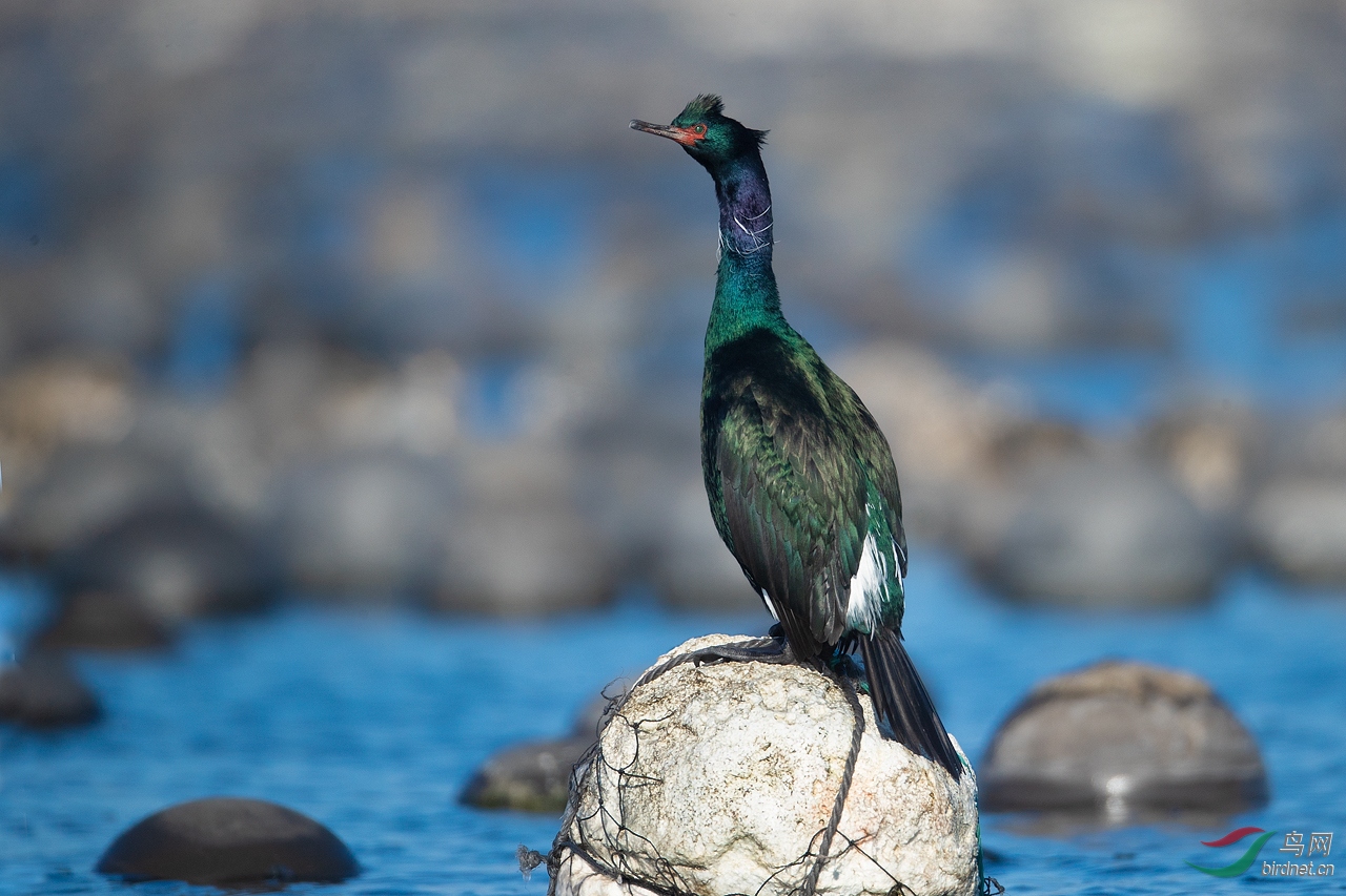 海鸬鹚(恭贺老师荣获首页精华!