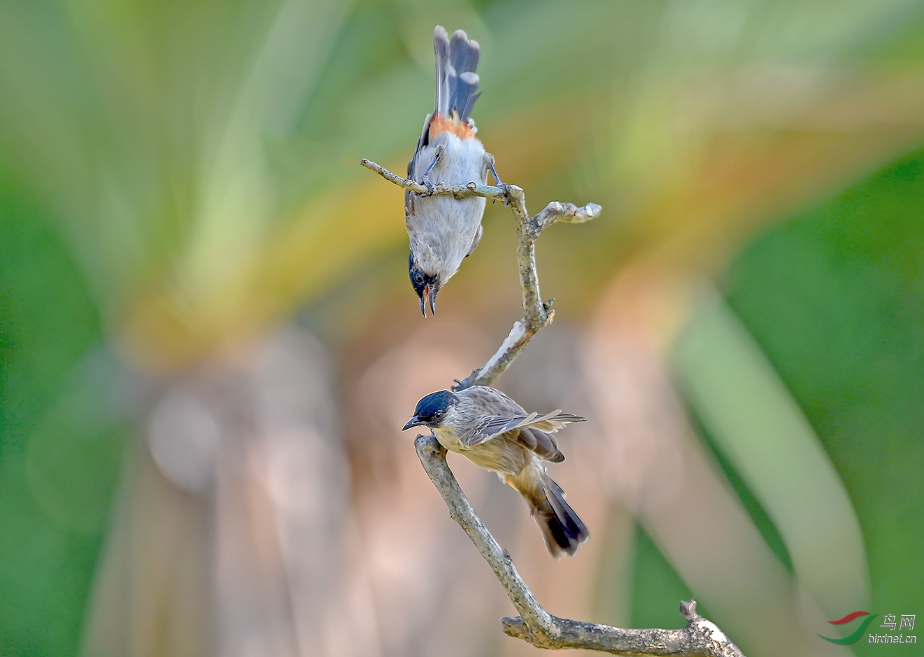 雙鳥圖