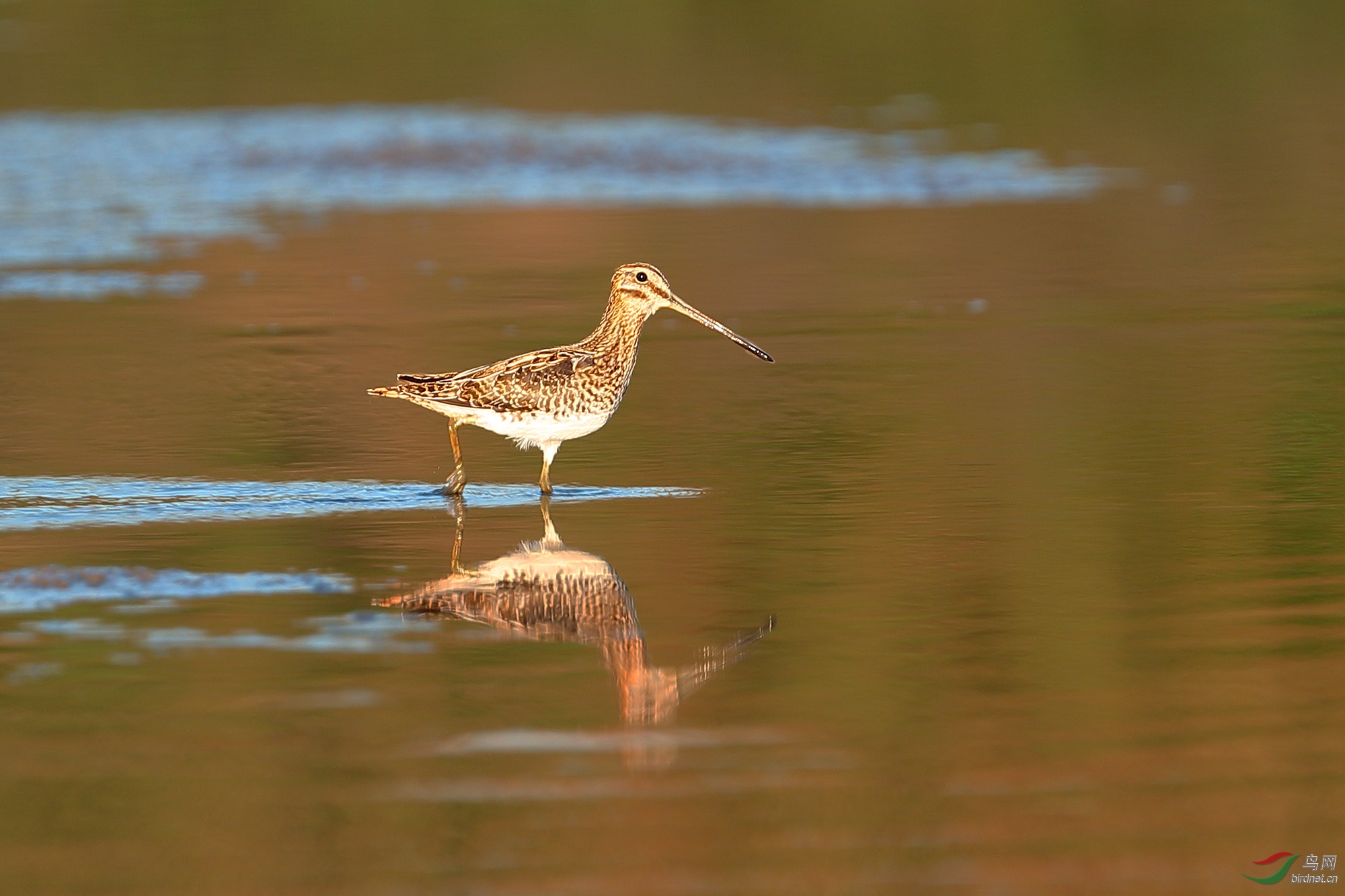 黄昏的扇尾沙锥