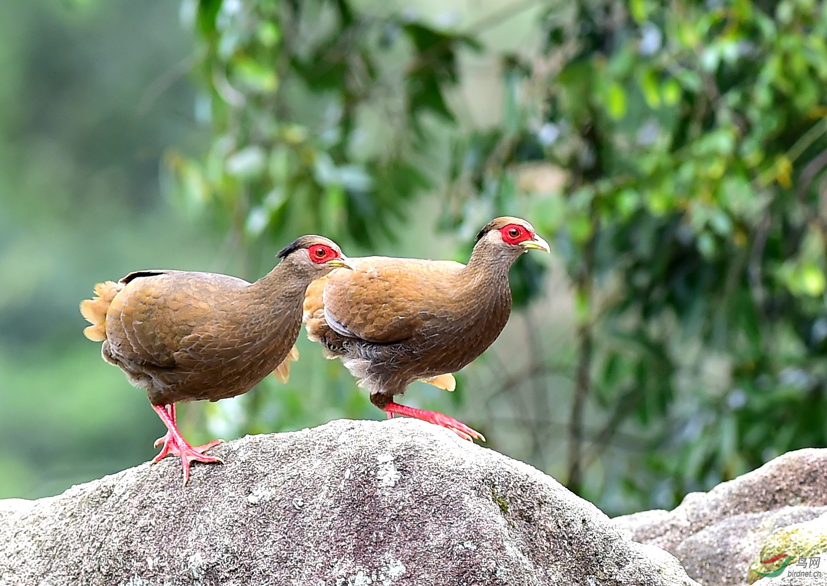 白鹇雌鸟祝贺荣获首页鸟类精华