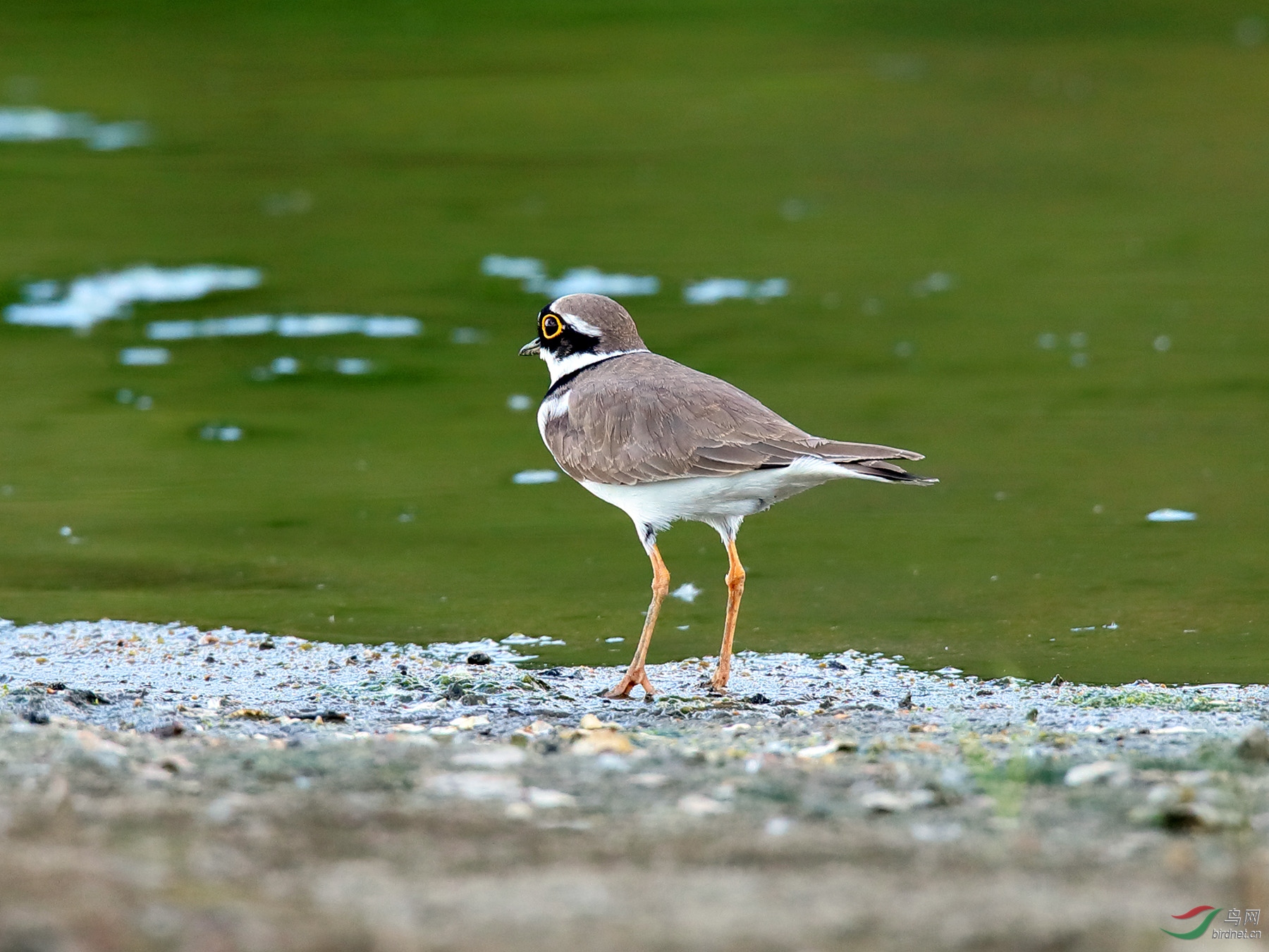大眼儿 —— 金眶鸻(小型涉禽)