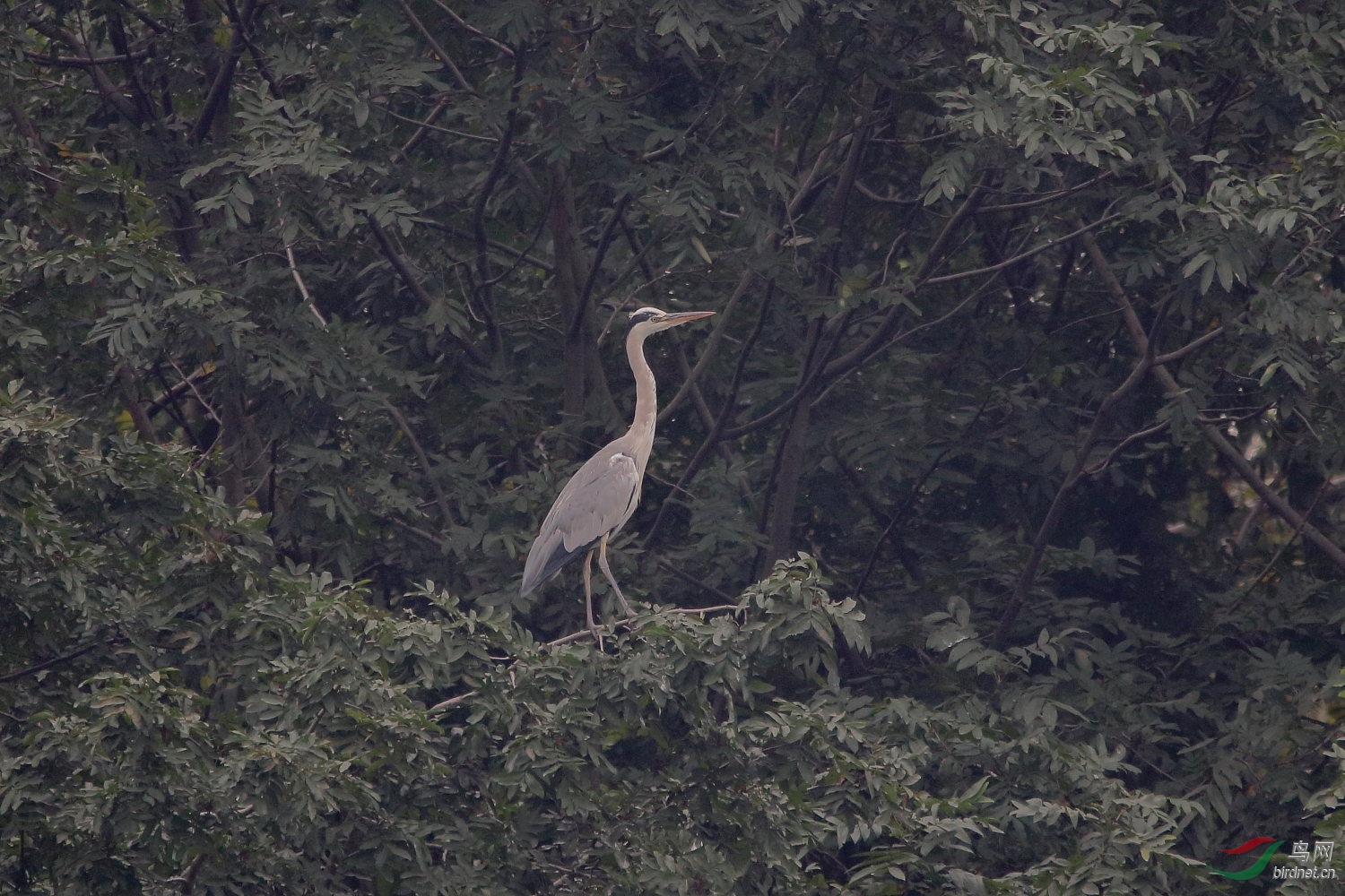 IMG_7991.JPG