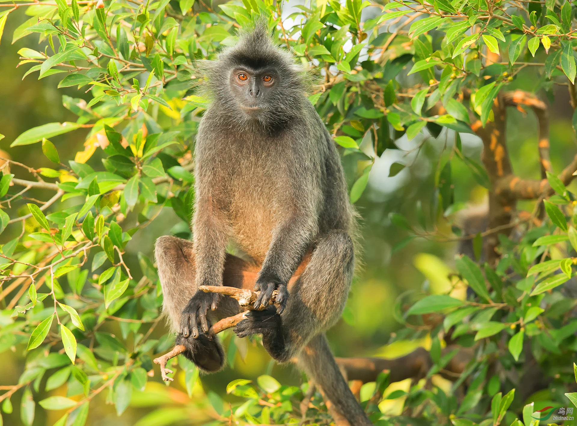 马来灰猴 — 问好师友