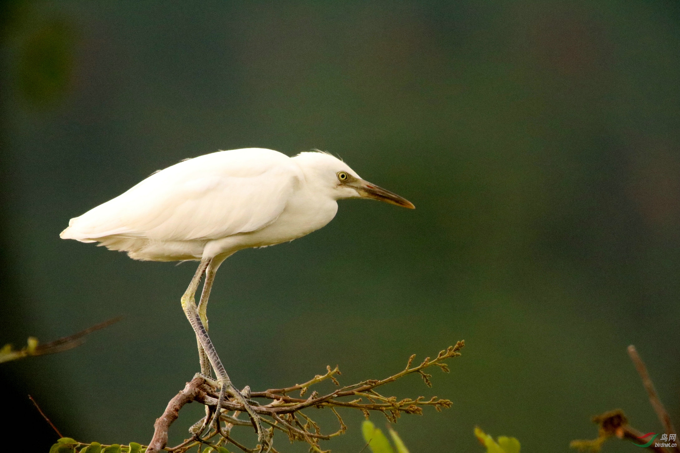 牛背鹭 - 河南版 henan 鸟网