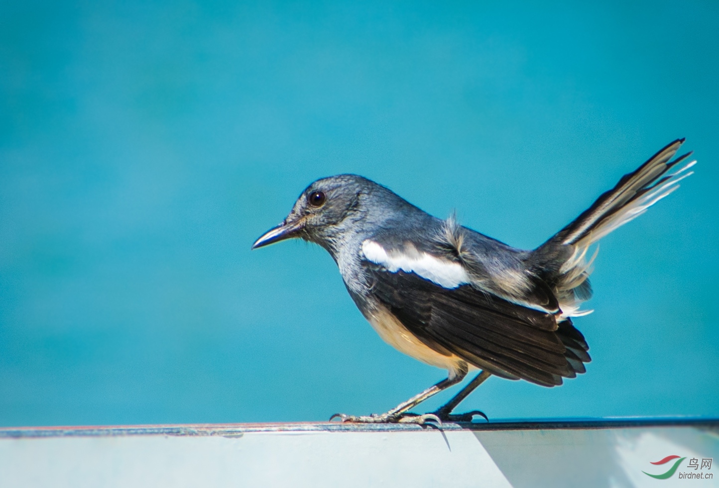 南方常见的鹊鸲