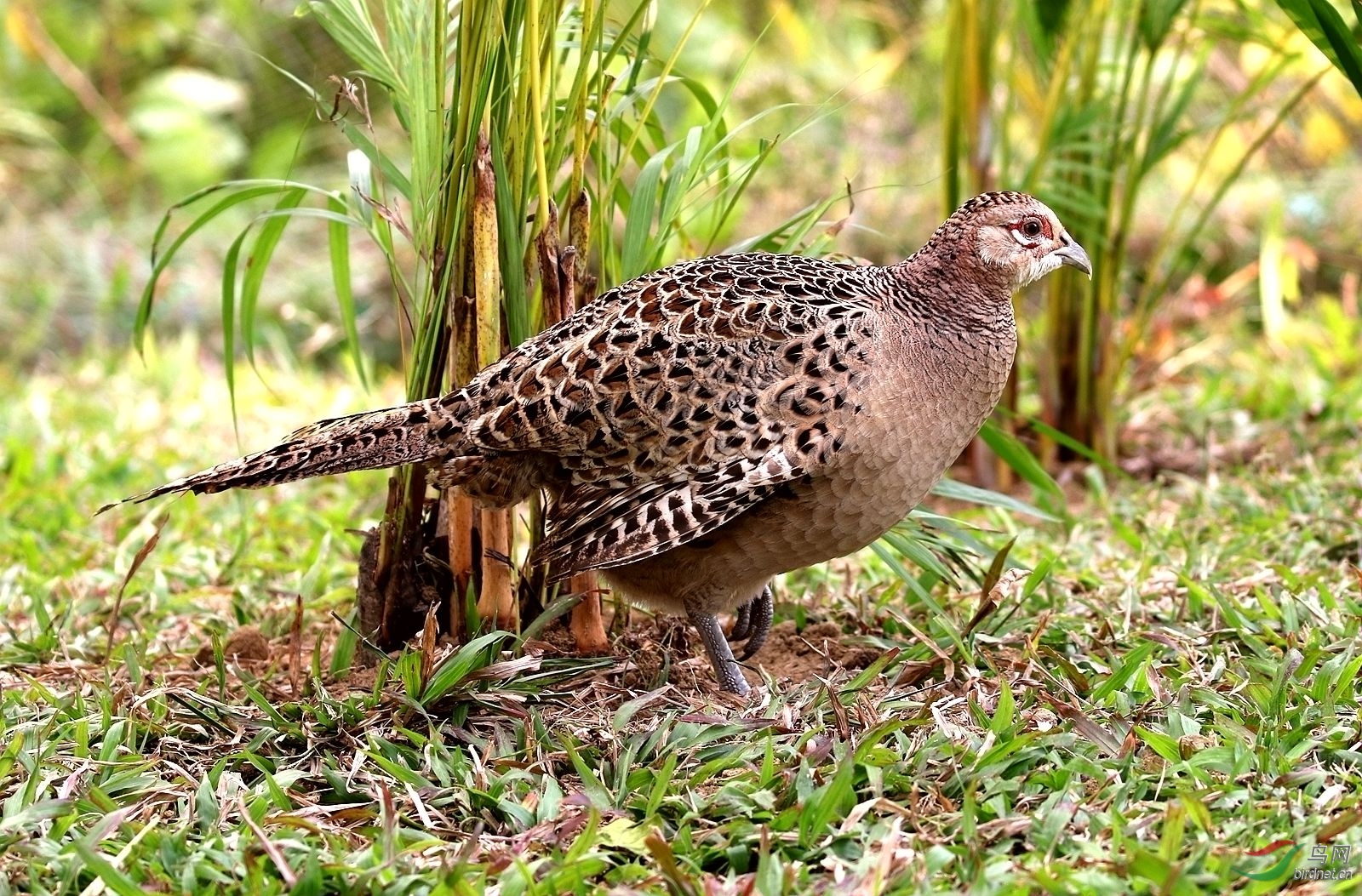 红腹角雉雌鸟