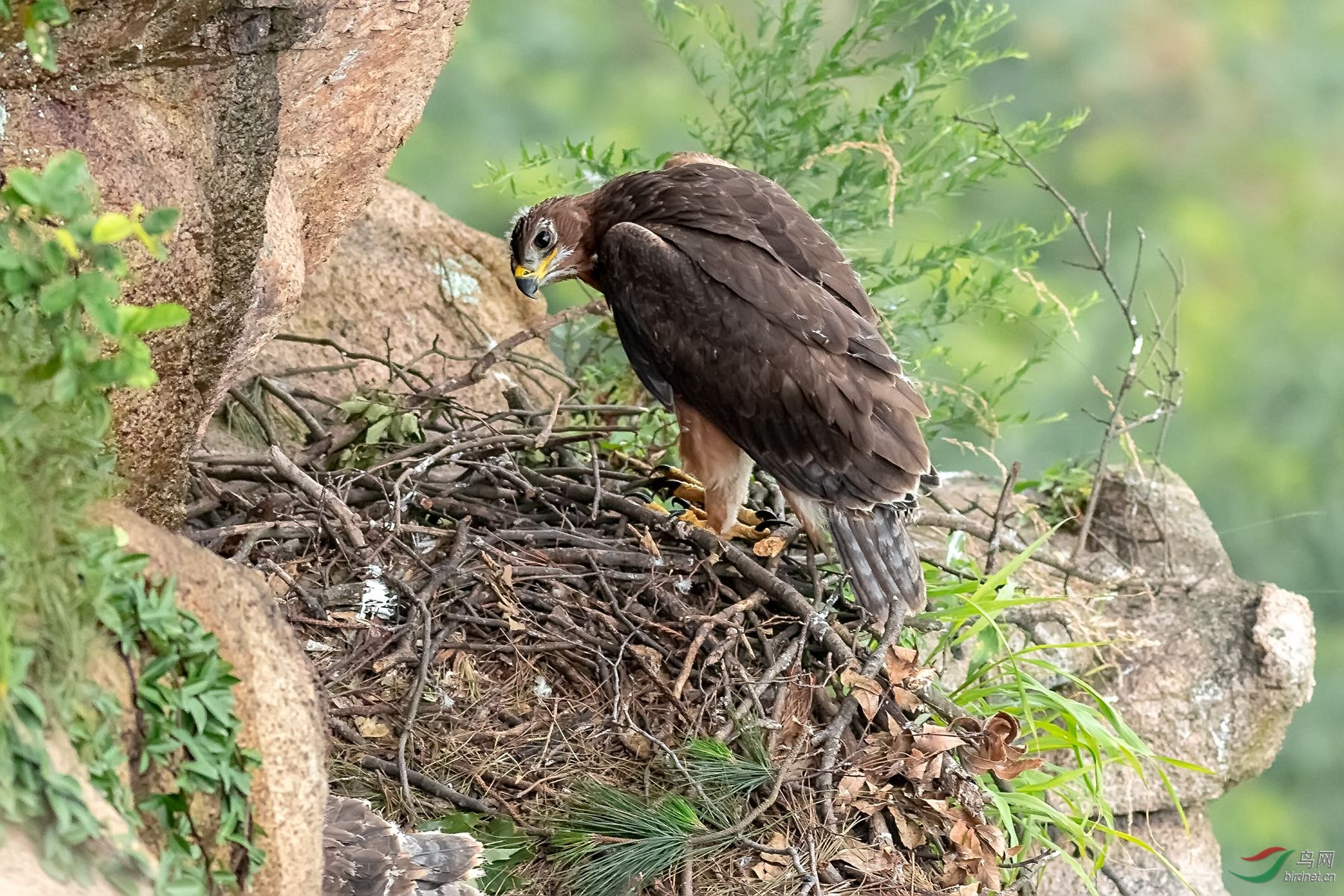白腹隼雕幼鸟
