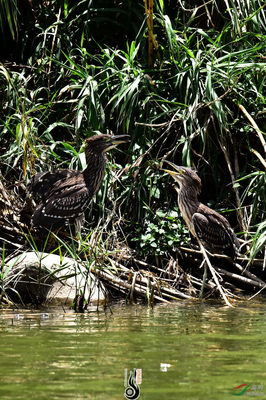 DSC_3850.JPG
