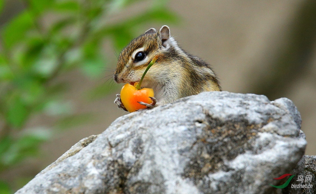 吃沙果的花栗鼠