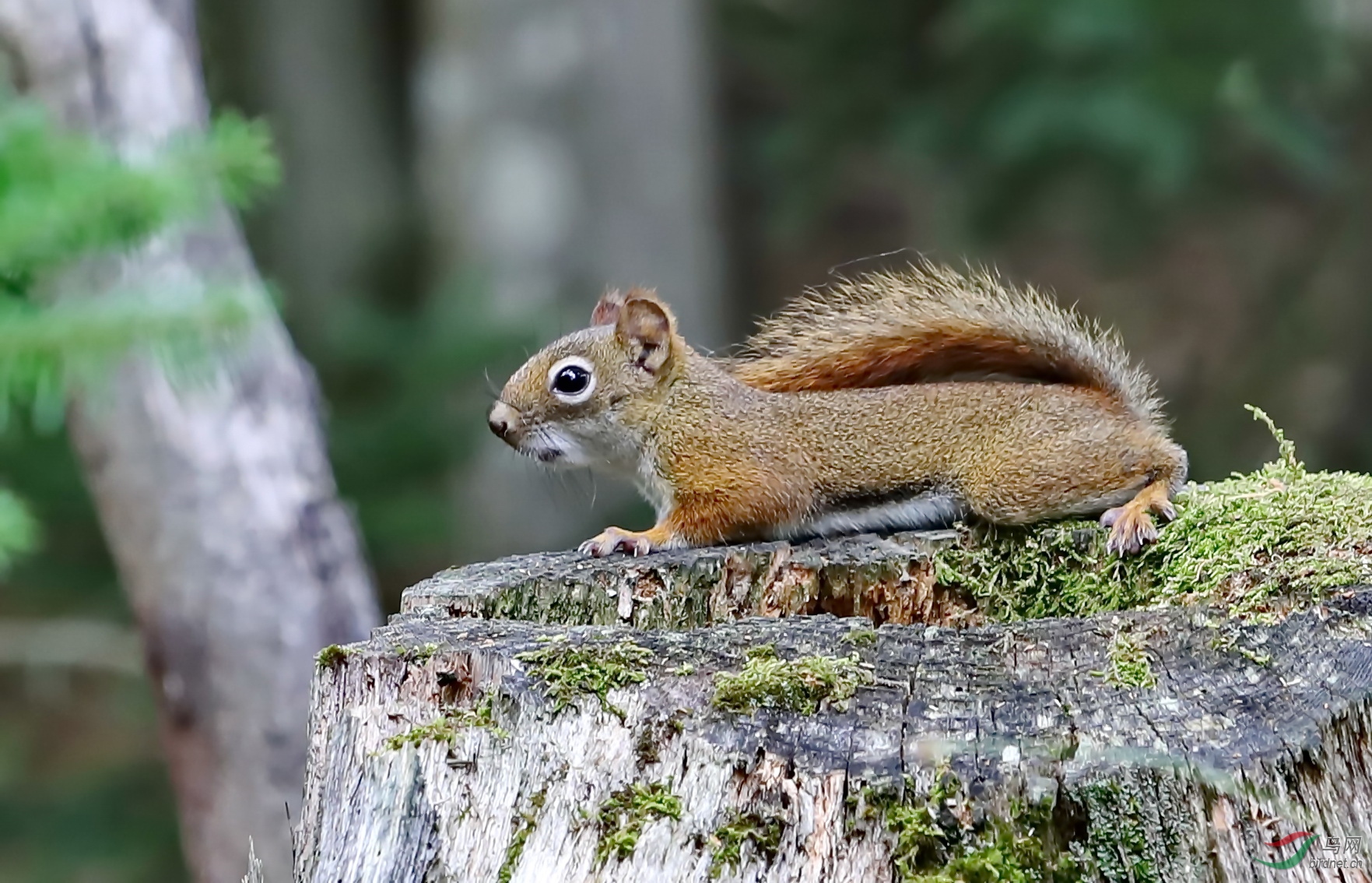 小松鼠(加拿大)
