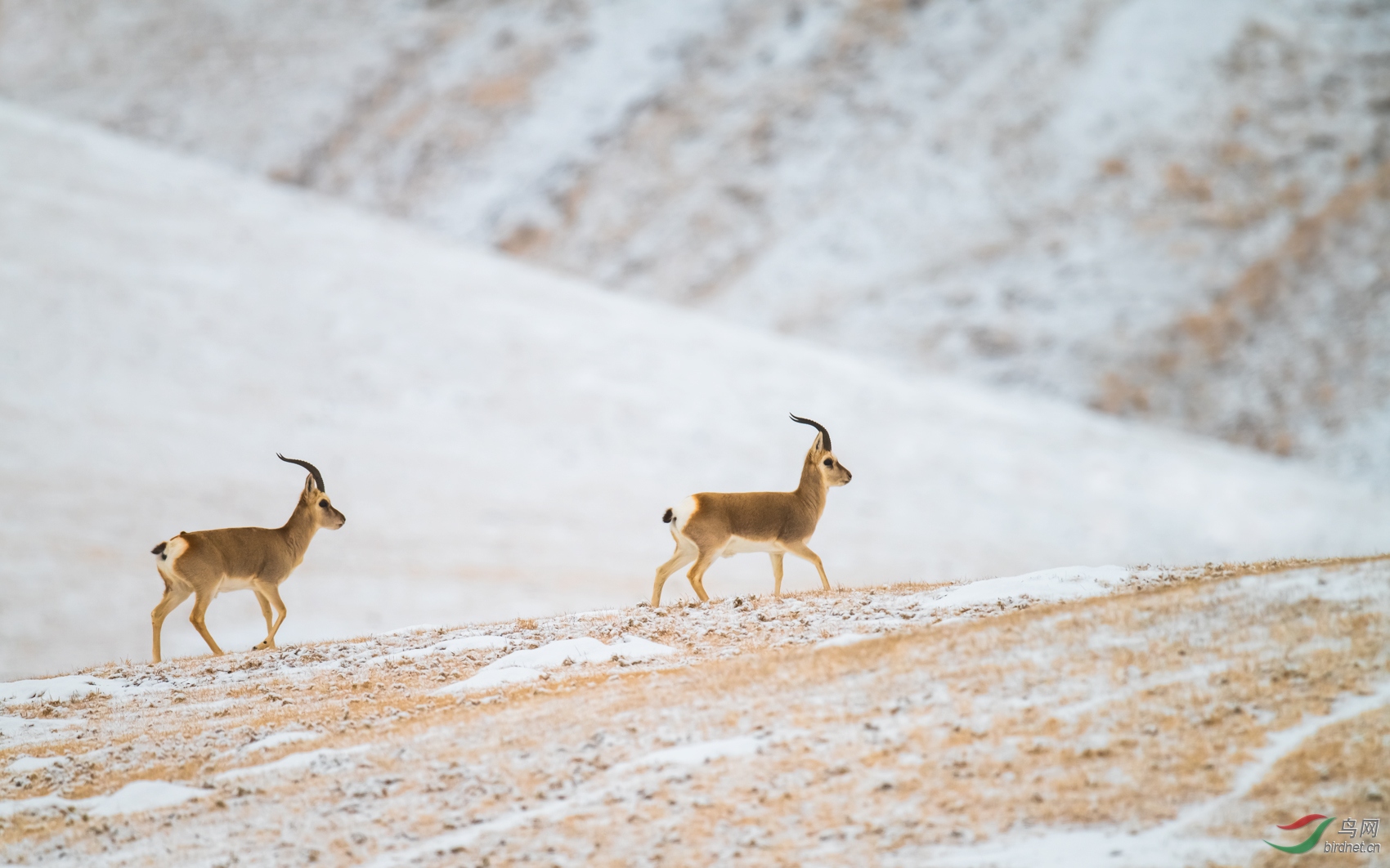 藏原羚羊.贺荣获首页精华 !