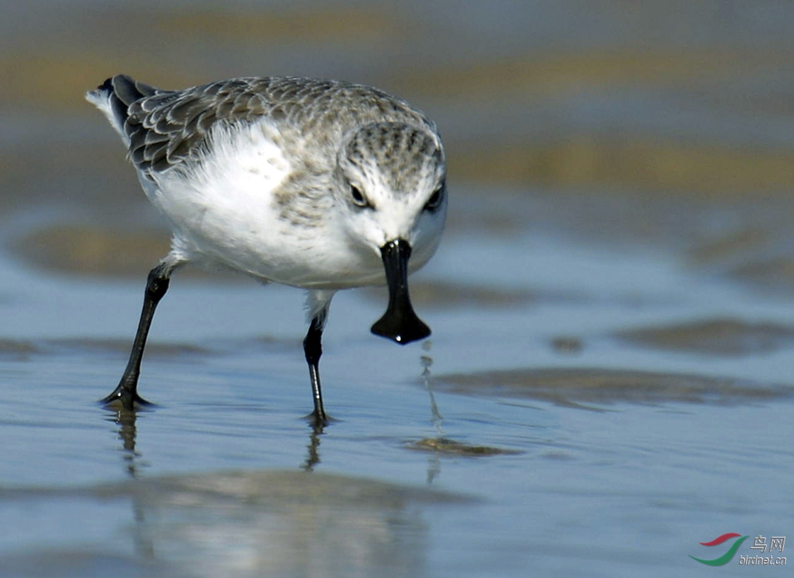 老人乐s:【全球珍稀极危鸟--勺 嘴鹬 (高清数羽版)】(祝贺老师佳作