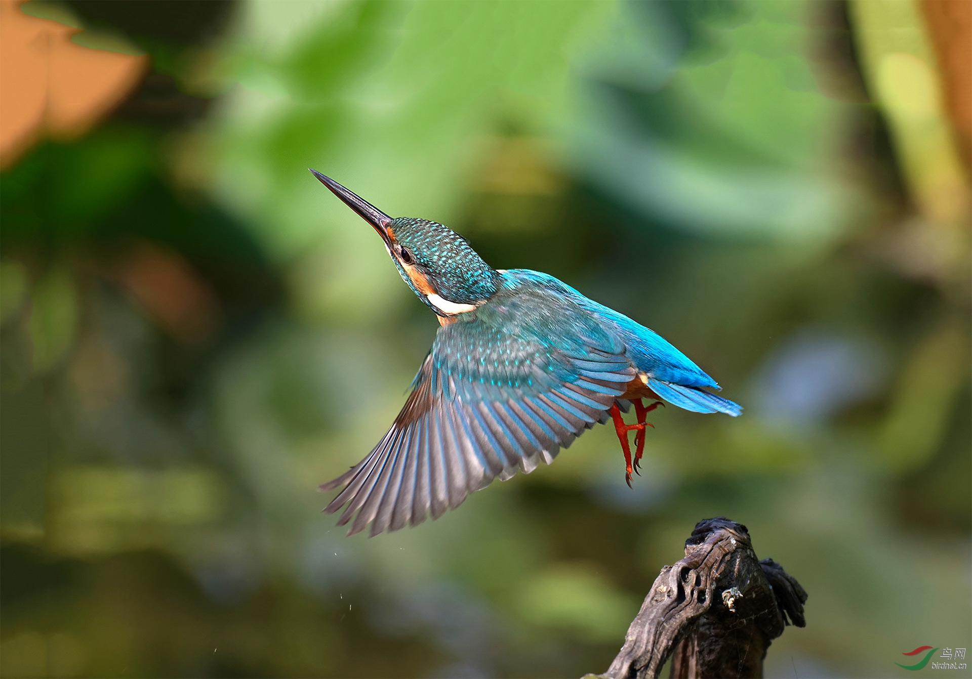 翠鳥起飛