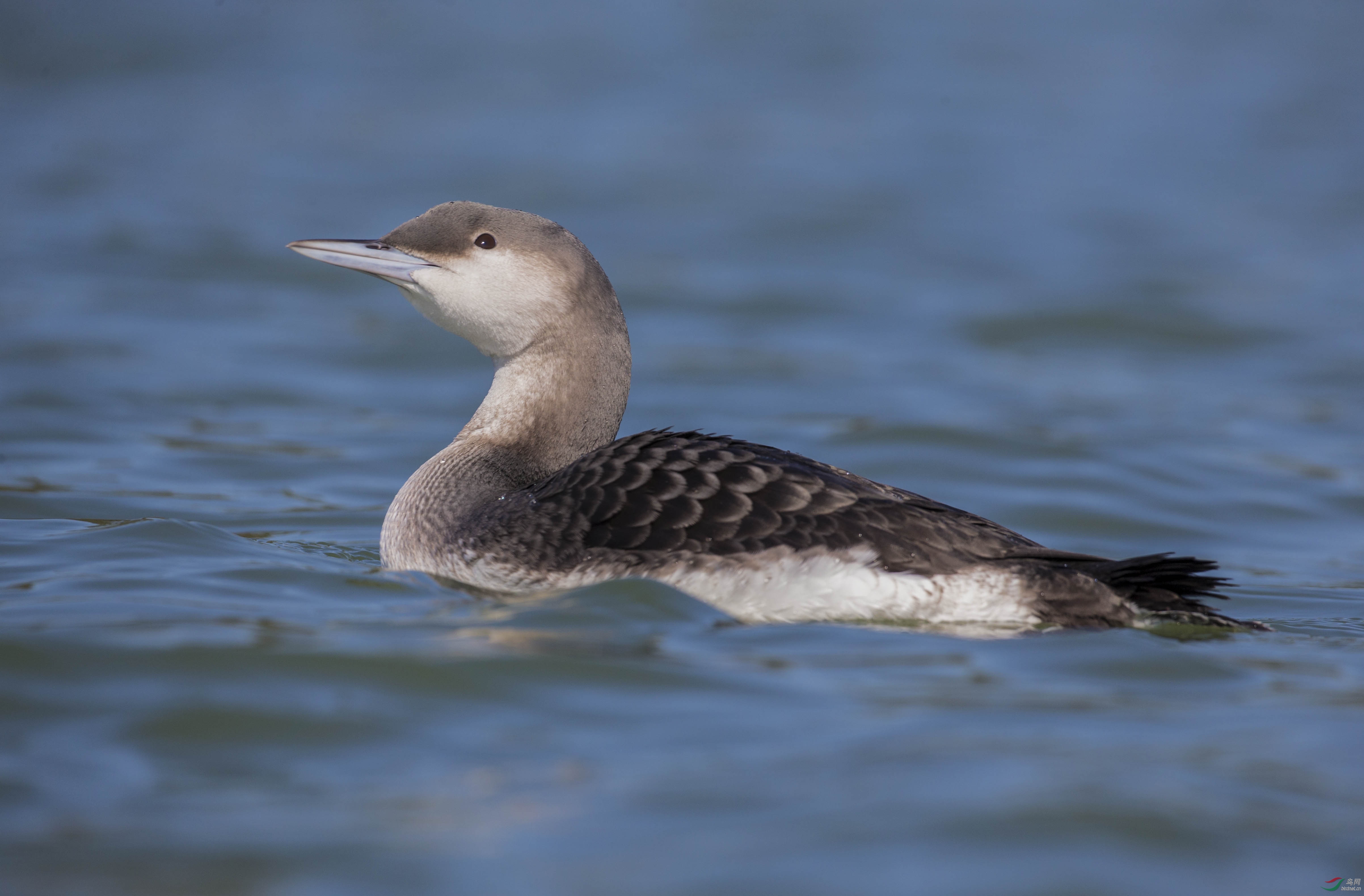 黑喉潜鸟8.jpg