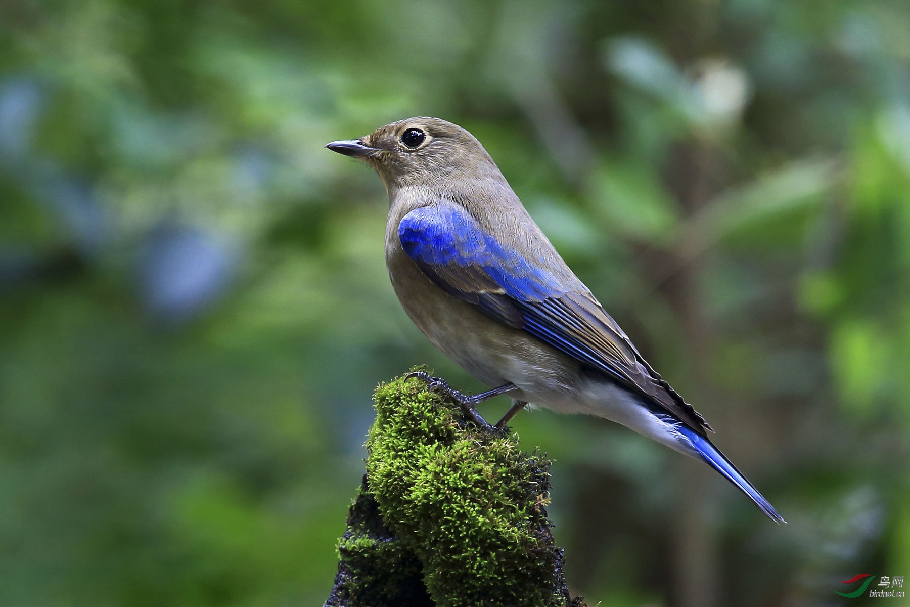白腹蓝鹟雌鸟图片