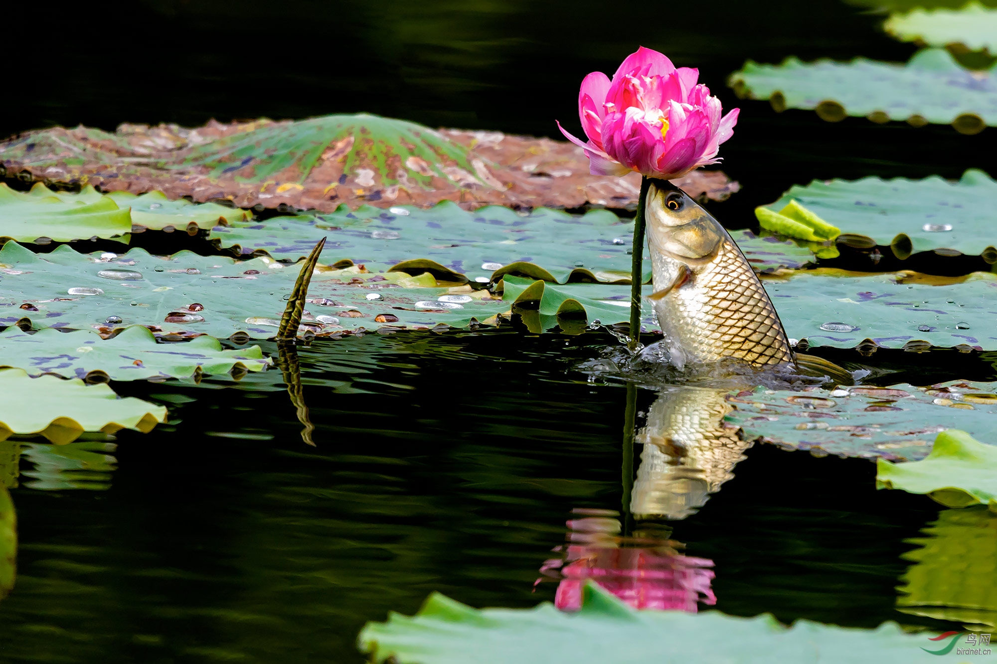 不达目的誓不休(荷塘儿鱼儿)