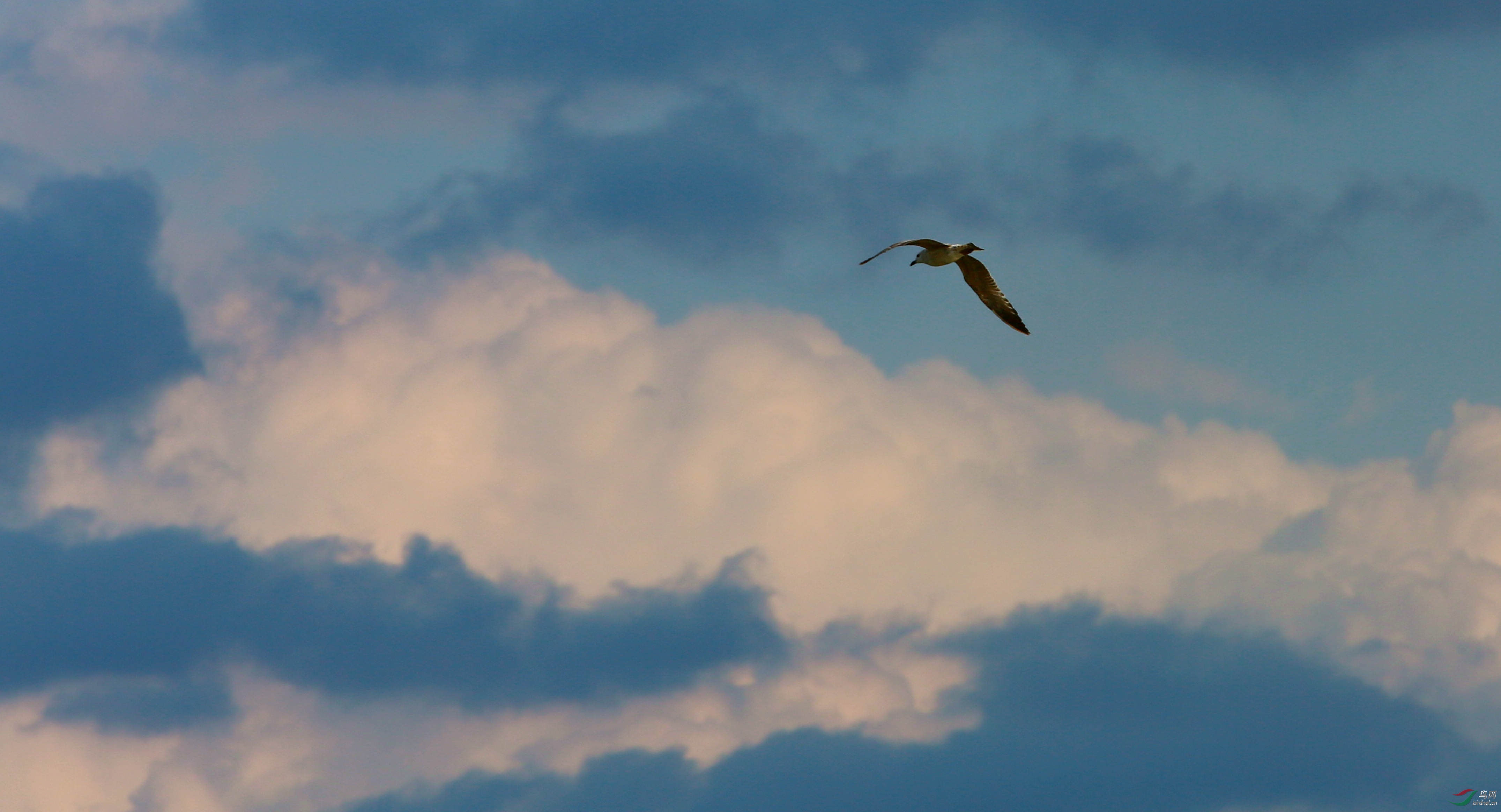 翱翔蓝天白云间