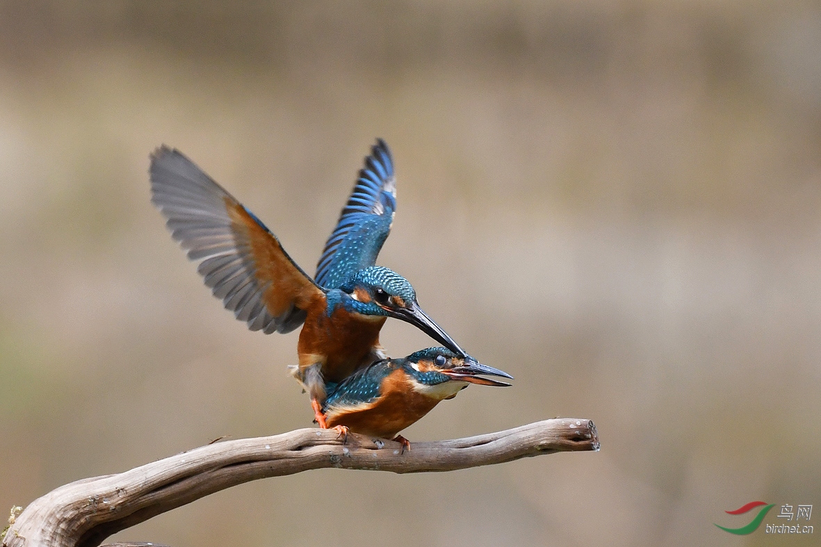 交配中的翠鸟