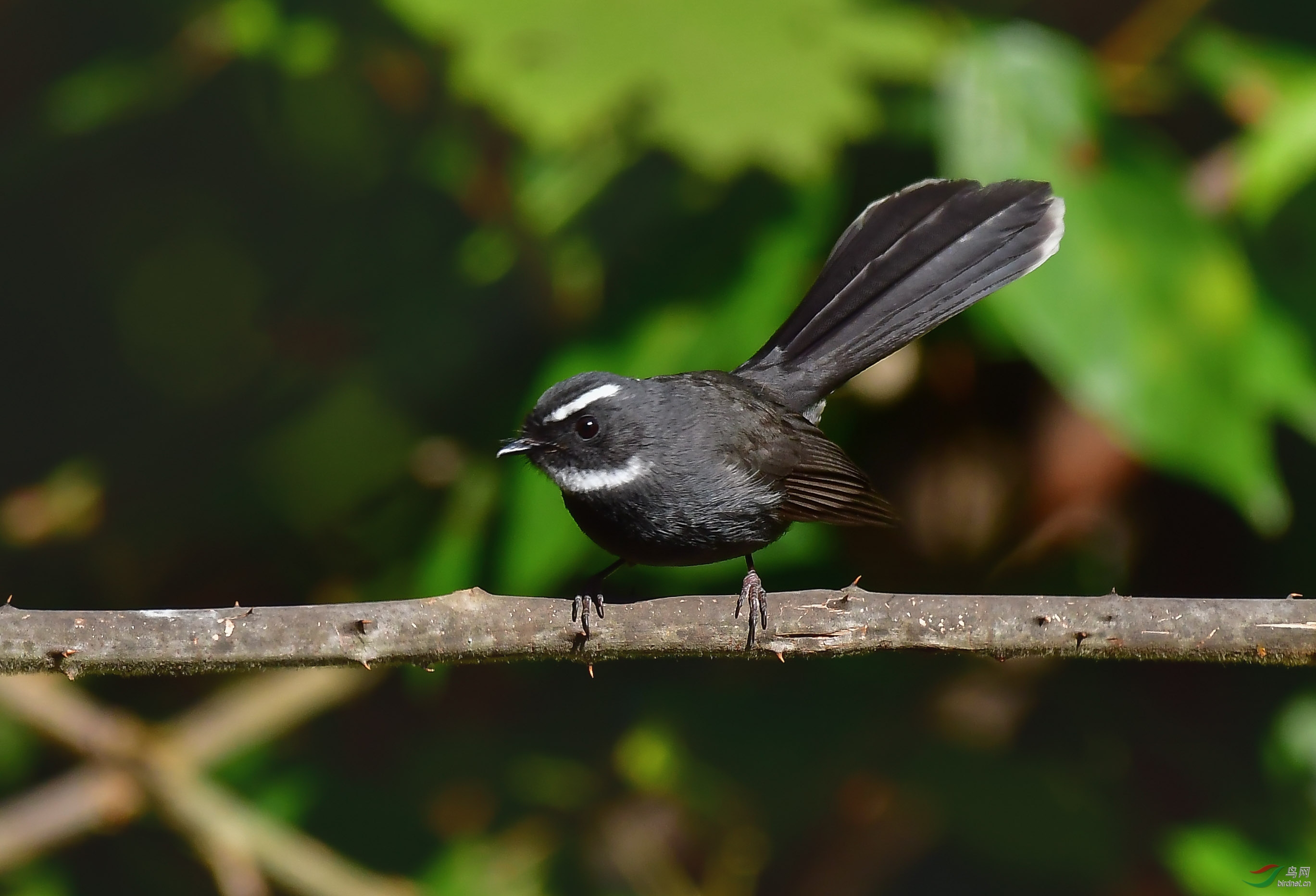 白喉扇尾鹟