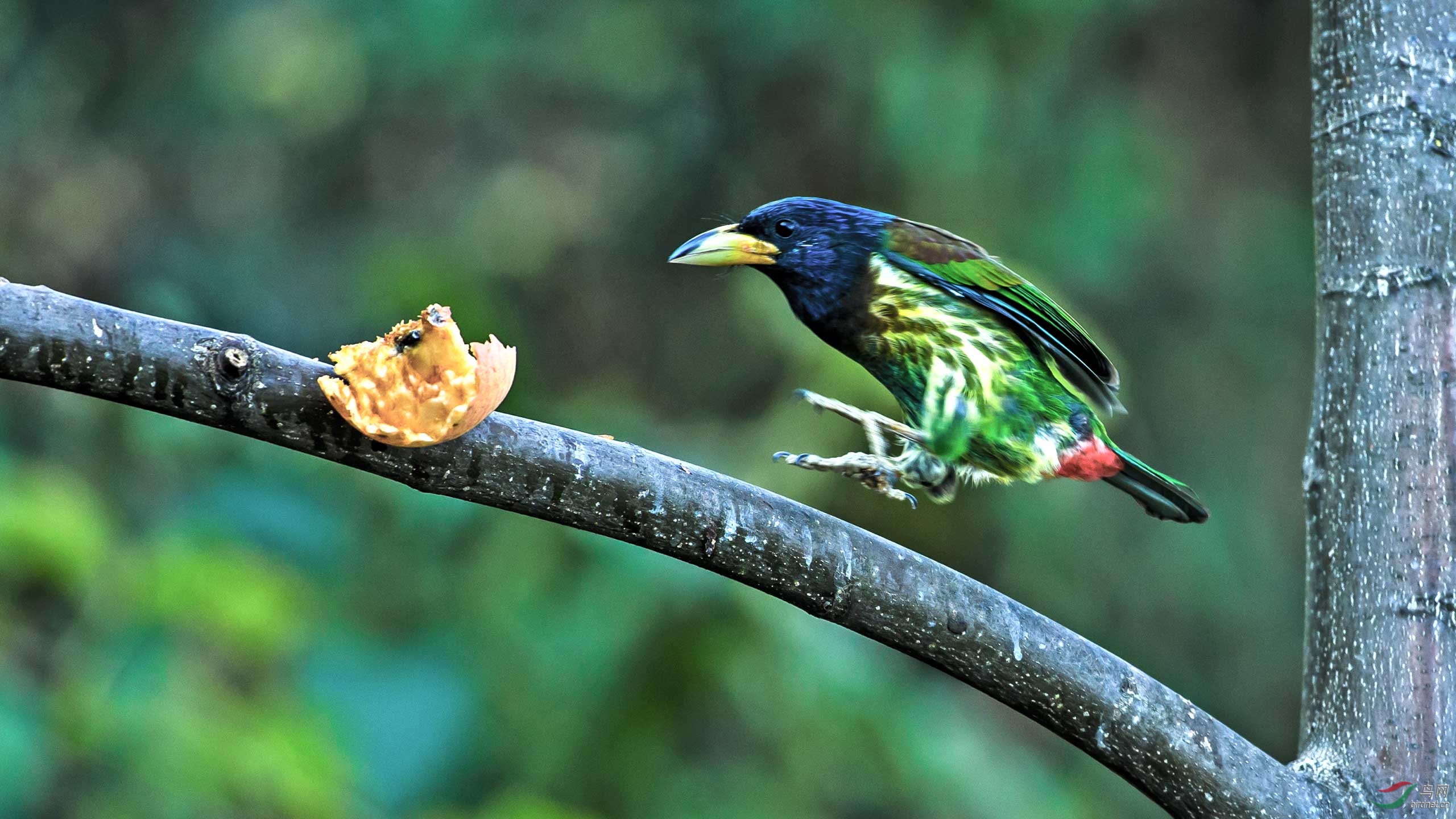 大拟啄木鸟谢谢