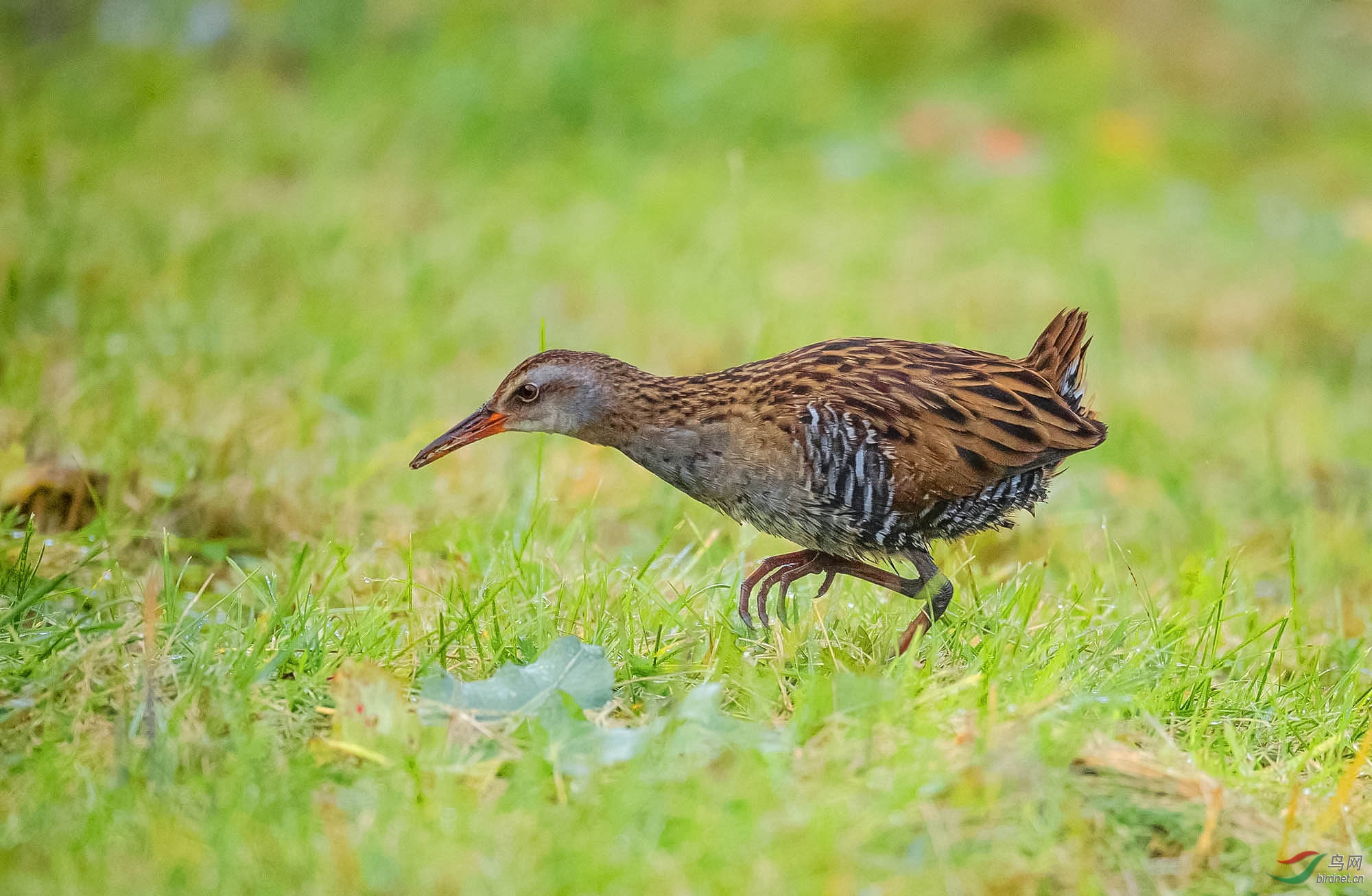 《觅食》----普通秧鸡