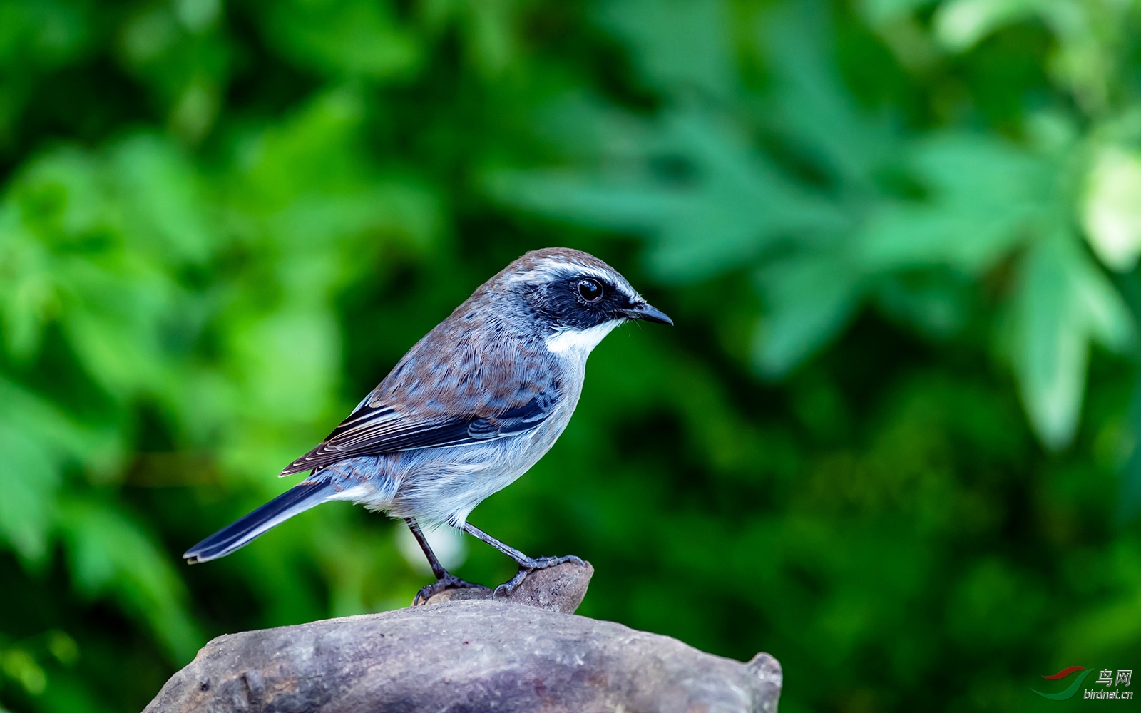 灰林鵖(学名:saxicola ferrea),为鹟科,石鵖属的小型鸟