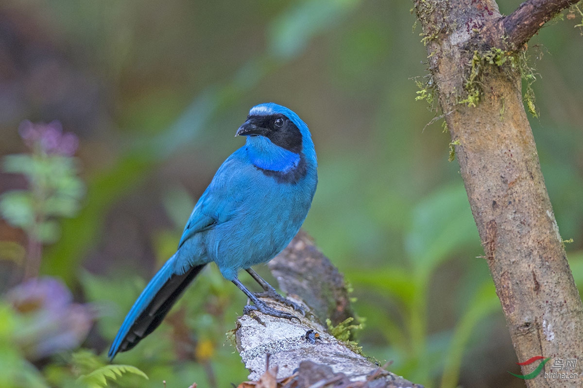 蓝卷尾 - 林鸟版 鸟网